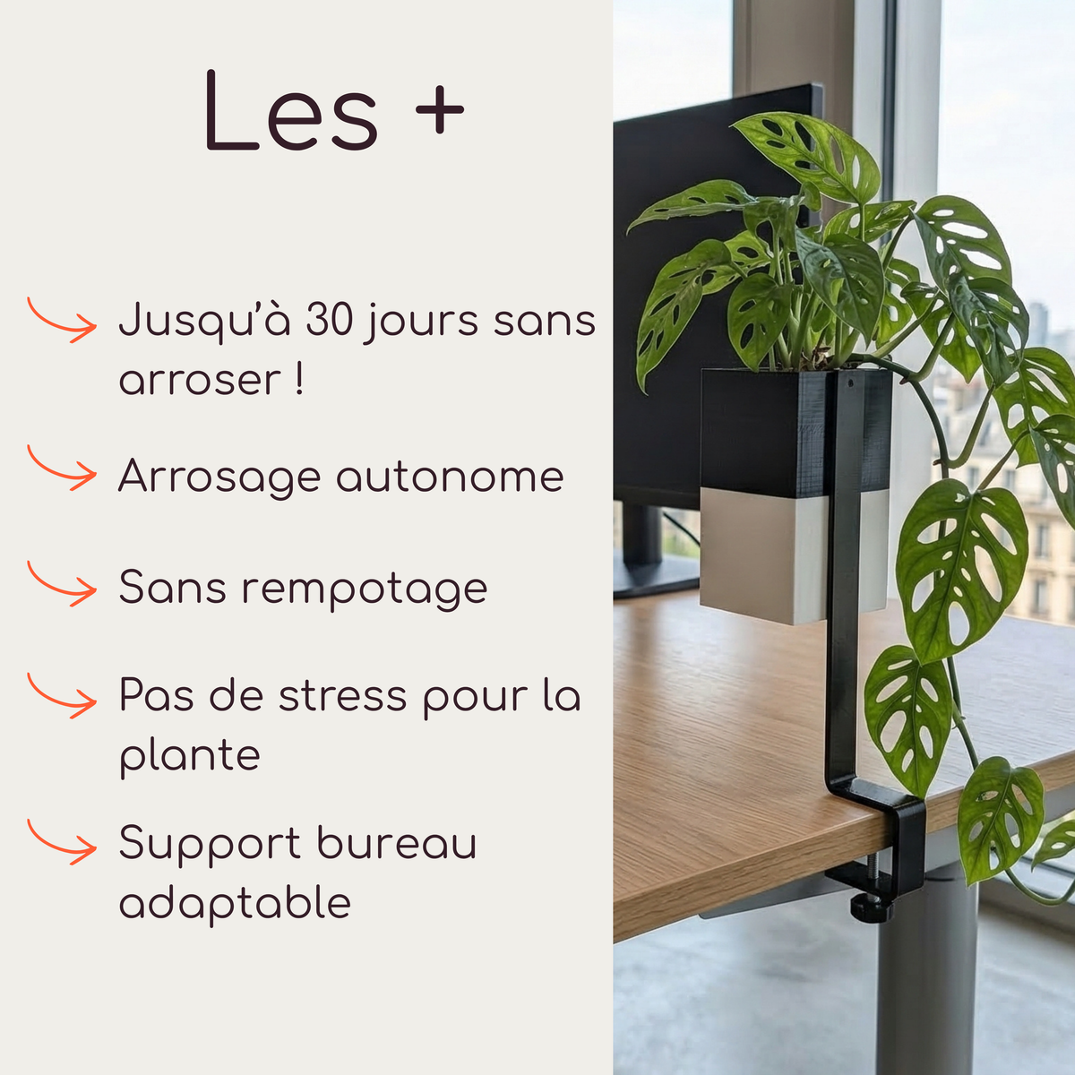 Présentation Éclance : Support de bureau ajustable L'îlot végétal avec cache-pot bicolore Le cube pour pot de 6cm, monté sur une table en chêne avec Monstera adansonii avec la mèche Capillo.