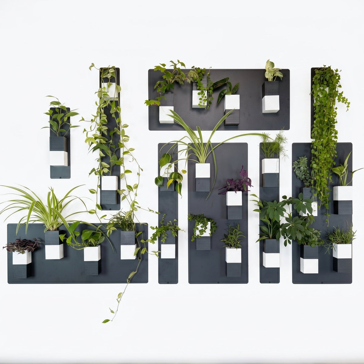Mur végétal modulaire Éclance décoration intérieur végétal composé de multiples cache-pots Le Cube bicolores (gris foncé et blanc) pour pots de 6cm, fixés sur des supports muraux gris foncé. Une grande variété de plantes d'intérieur, dont lierre, pothos, chlorophytum et tradescantia, remplit les cubes, créant une composition vivante et texturée sur un fond blanc épuré.