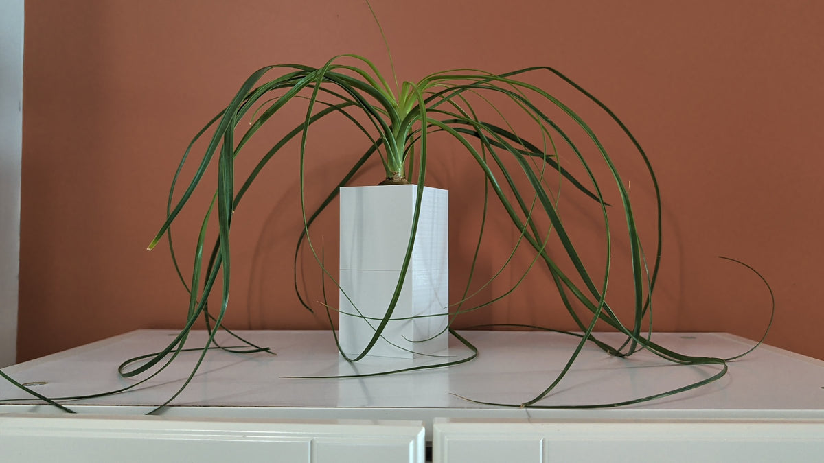 Cache-pot Le Cube Éclance blanc : plante verte Beaucarnea dans un cache-pot blanc rectangulaire posé sur un meuble blanc devant un mur terracotta.