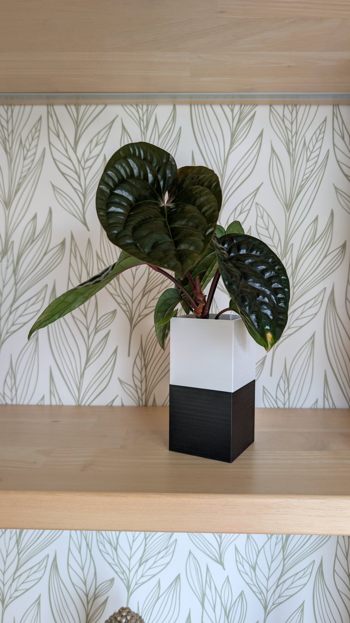 Cache-pot Le Cube Éclance bicolore (cube haut blanc, cube bas noir) : plante verte dans un cache-pot bicolore blanc et noir posé sur une étagère en bois.