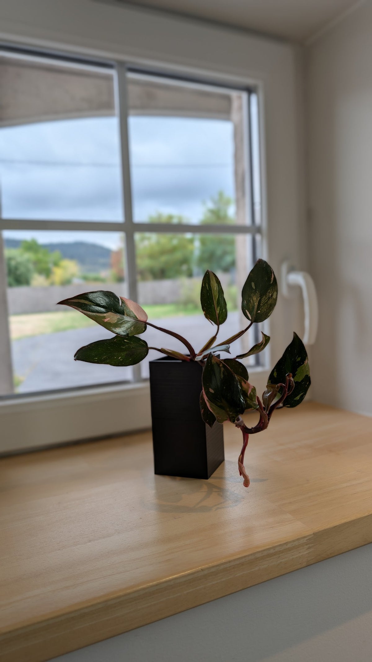 Cache-pot Le Cube Éclance bicolore (cube haut blanc, cube bas noir) : une petite plante verte panachée dans un cache-pot noir sur un rebord de fenêtre en bois.
