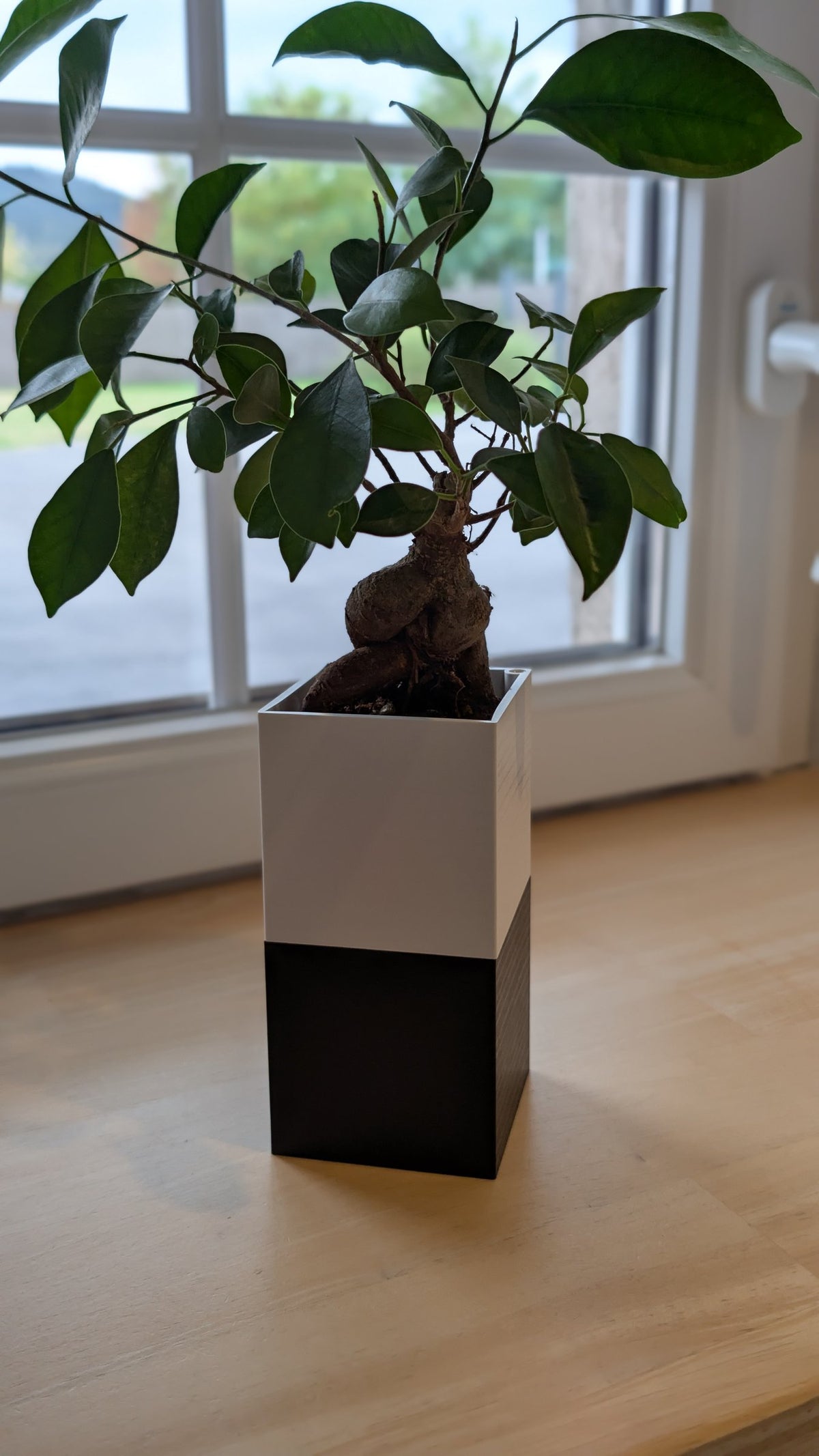 Cache-pot Le Cube Éclance bicolore (cube haut blanc, cube bas noir) : un cache-pot bicolore blanc et noir accueillant un petit bonsaï posé sur un rebord de fenêtre.