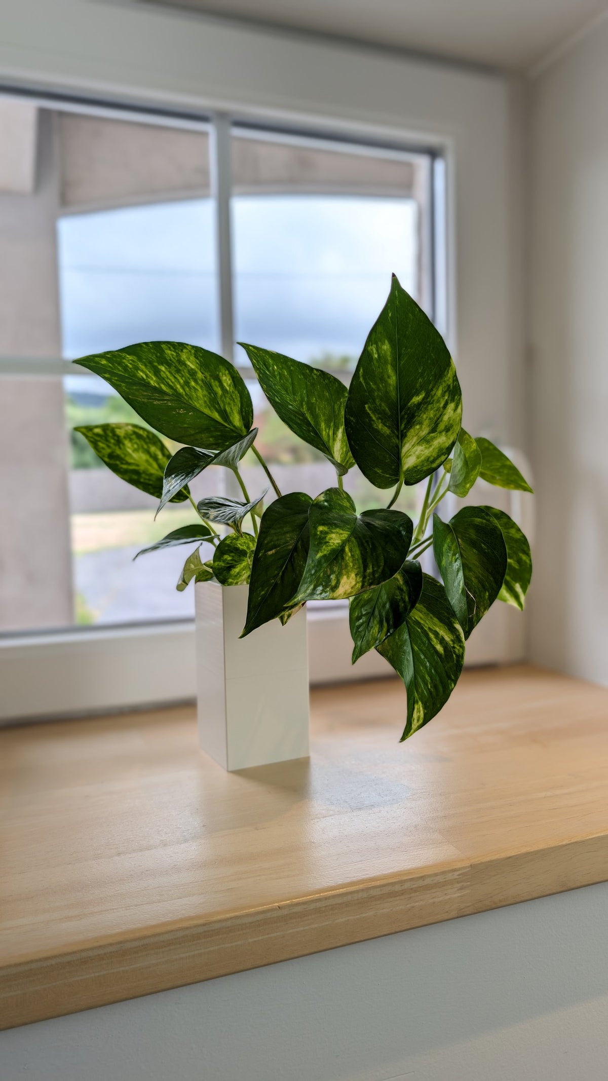 Cache-pot Le Cube Éclance blanc : cache-pot blanc carré posé sur un rebord de fenêtre en bois clair avec un pothos.