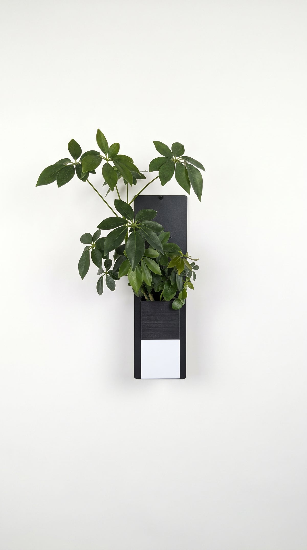Photographie épurée sur fond blanc du cache-pot Le cube bicolore noir et blanc de la marque Éclance décoration intérieur végétal. Adapté pour un pot de 6cm, le cache-pot accueille une plante verte type Schefflera et s'aimante sur un support mural vertical noir en métal.