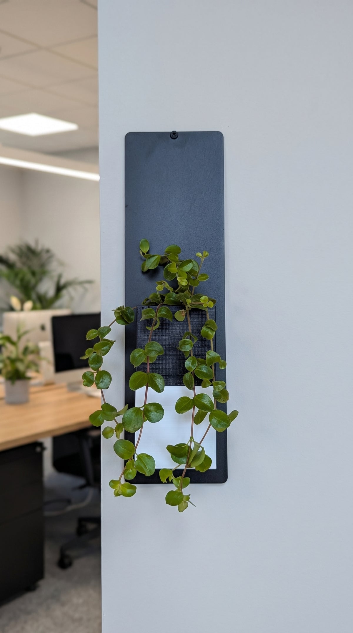 Une plante verte tombante accrochée à un mur blanc dans un open space, présentée dans le cache-pot Le cube bicolore noir et blanc de la marque Éclance décoration intérieur végétal. Ce cache-pot, idéalement adapté pour un pot de 6cm, est glissé dans un support mural vertical noir.