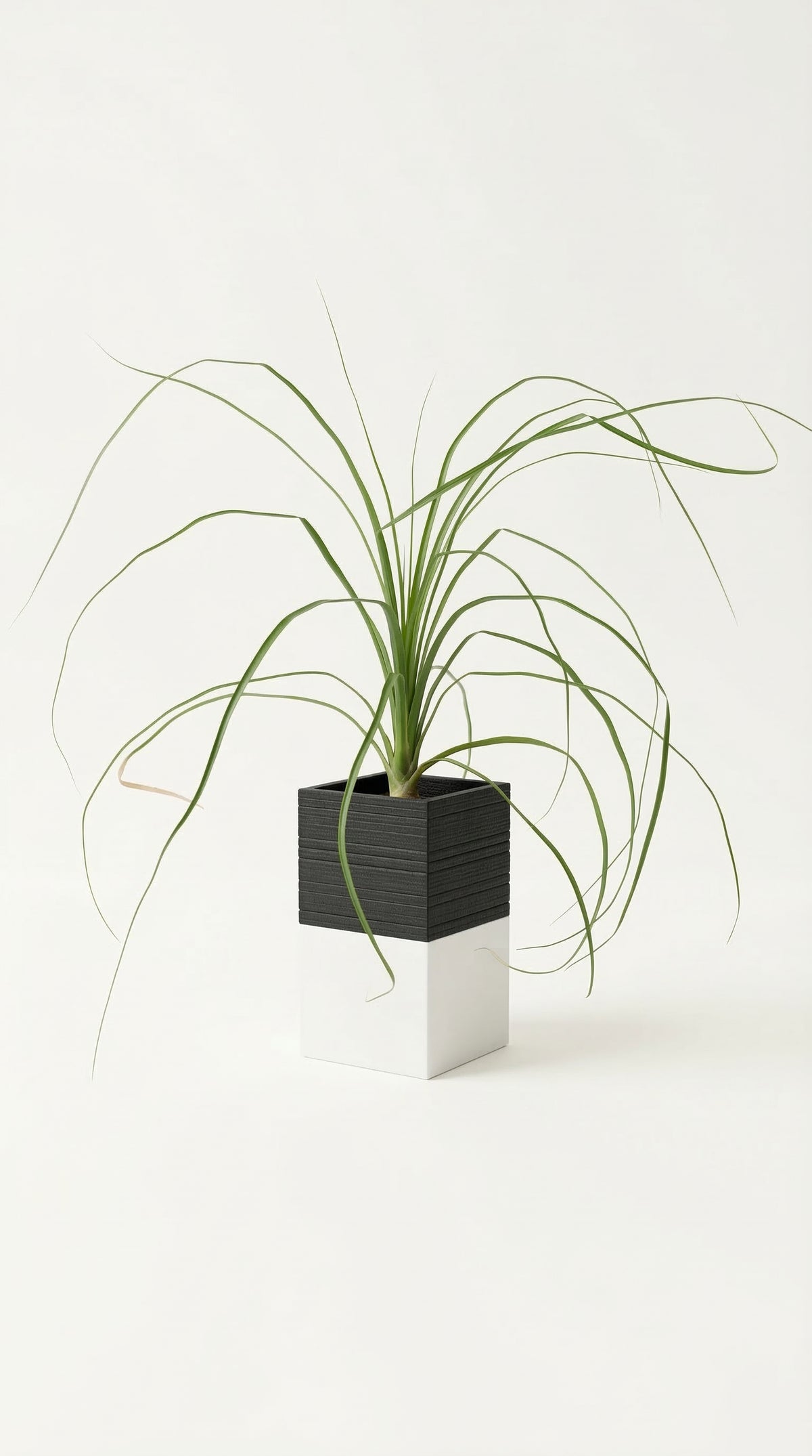 eclance-cache-pot-le-cube-bicolore-noir-et-blanc-plante-herbe-longue-decoration-moderne