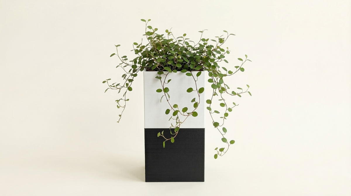Cache-pot design Le Cube Éclance blanc et noir  pour pot de 6cm avec réserve d'eau et mèche breveté Capill'O.
