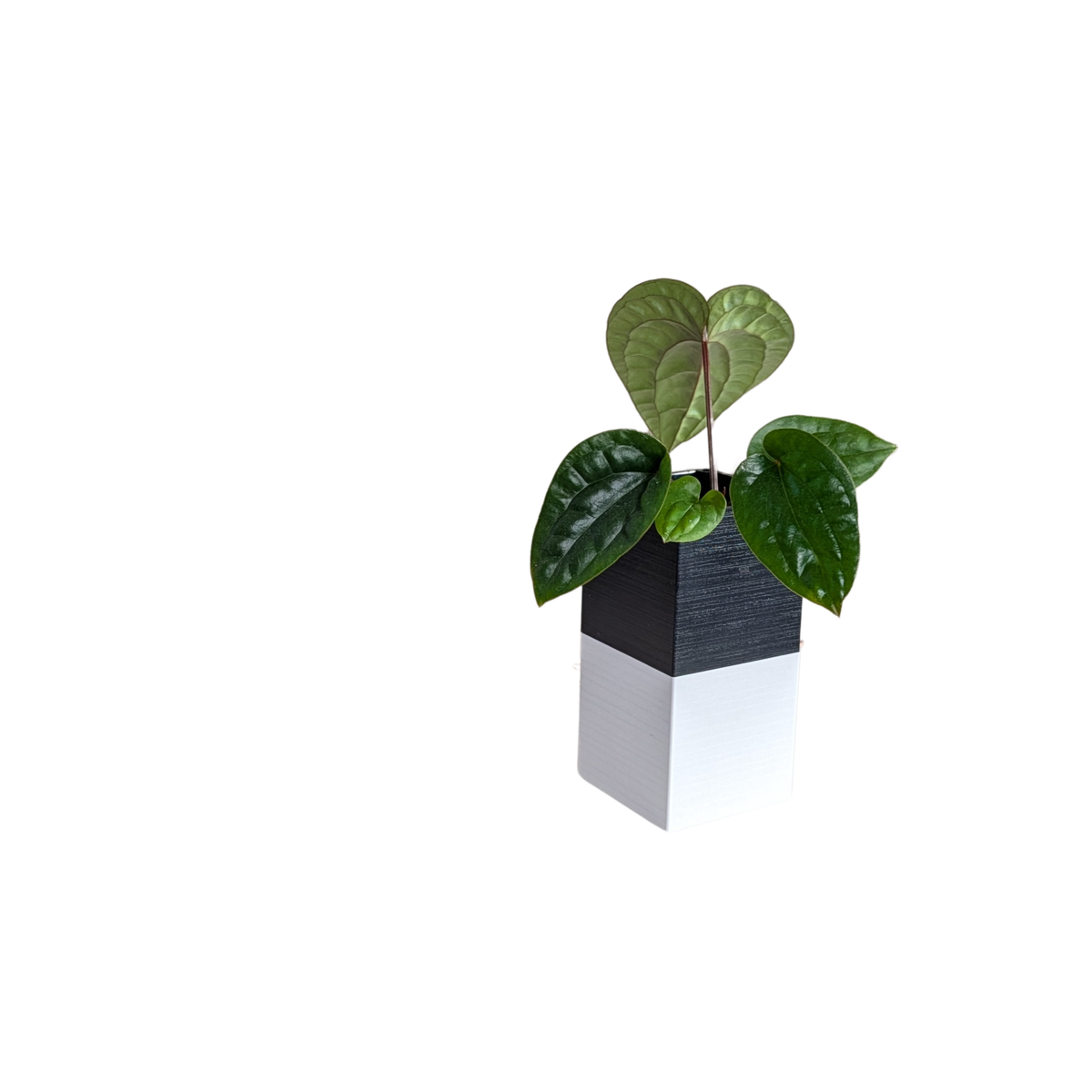 Cache-pot bicolore Le Cube par Éclance avec système d'arrosage autonome pour pot de diamètre 6cm.