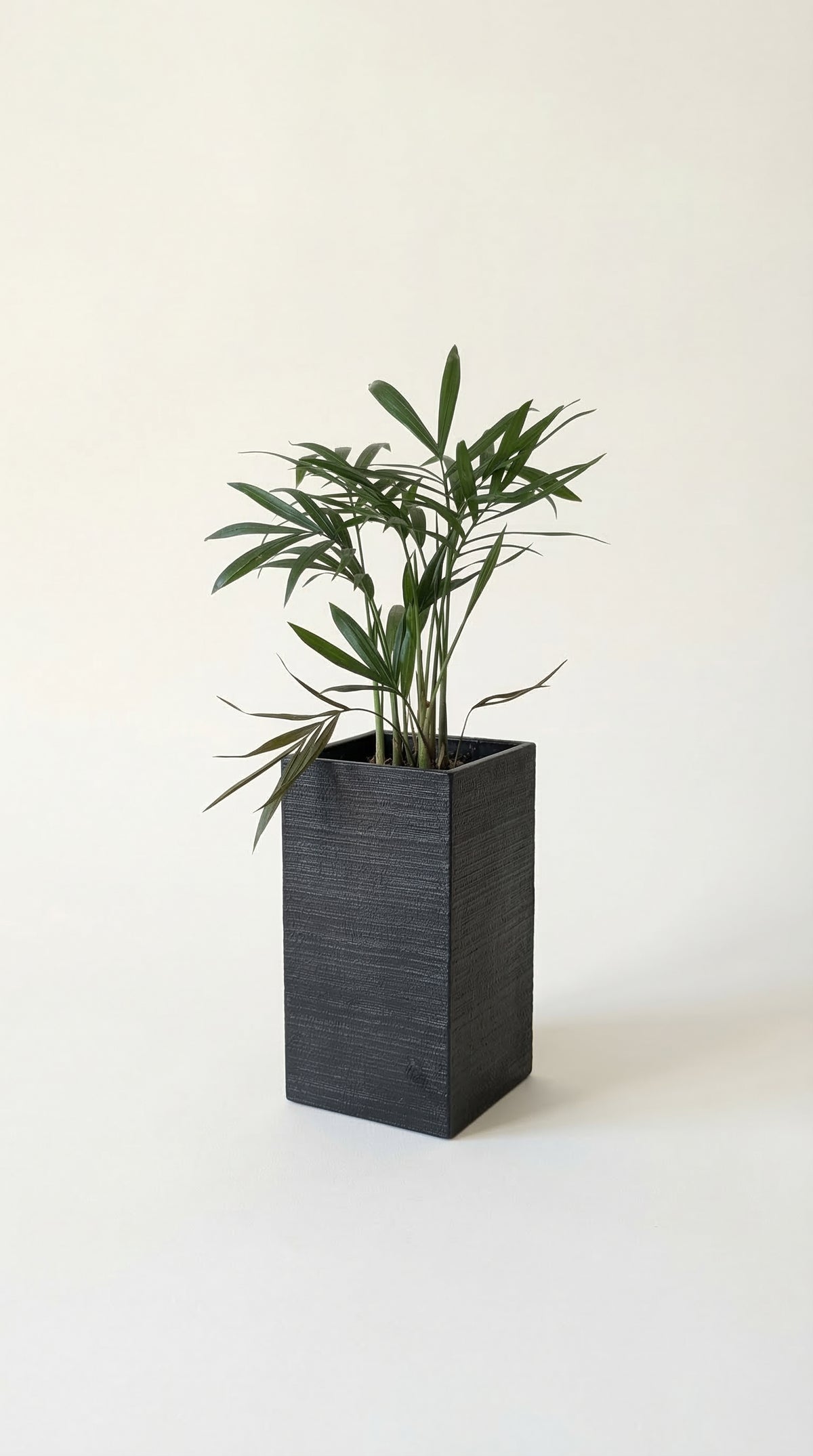 Petit cache-pot Éclance cube couleur noir pour pot de 6 cm de diamètre pour plantes d'intérieures