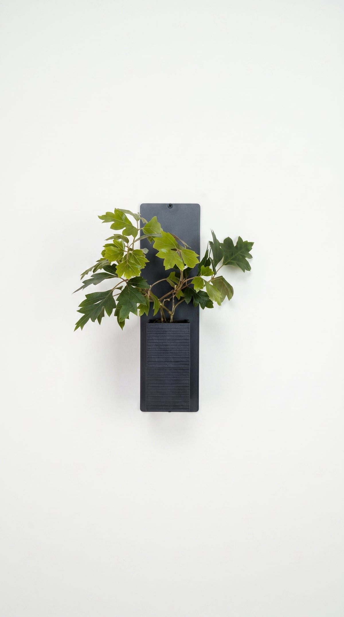 Cache-pot mural design Le cube noir par Éclance décoration intérieur végétal. Adapté pour un pot de 6cm, ce modèle avec support mural accueille une plante verte, présenté de face sur un mur blanc épuré.