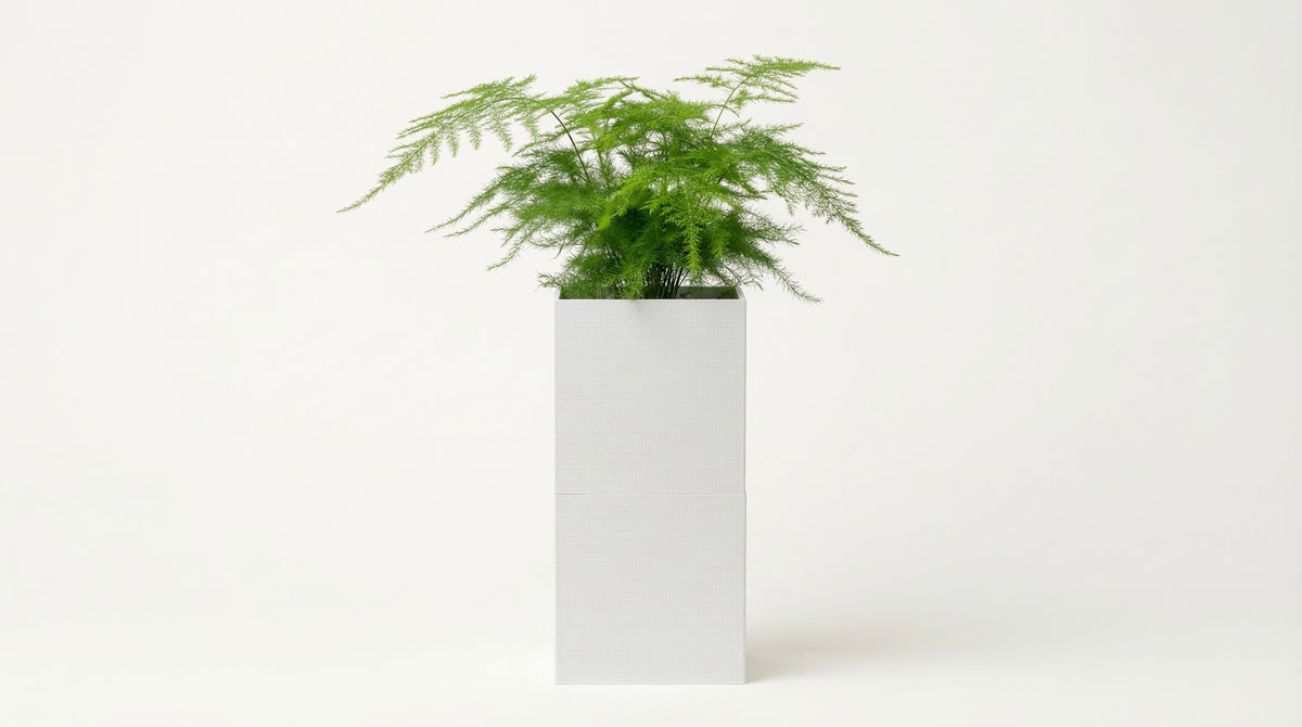 Cache-pot carré Éclance "Le Cube" entièrement blanc avec texture effet toile, posé au sol sur une surface blanche unie. Sa taille est conçue pour un pot de 6cm de diamètre. Il contient une plante plumeuse, type Fougère Asparagus.