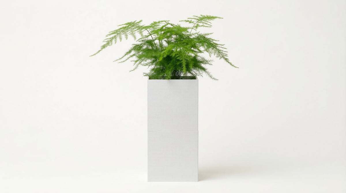 eclance-cache-pot-le-cube-tout-blanc-pour-pot-6cm-sol-fougere