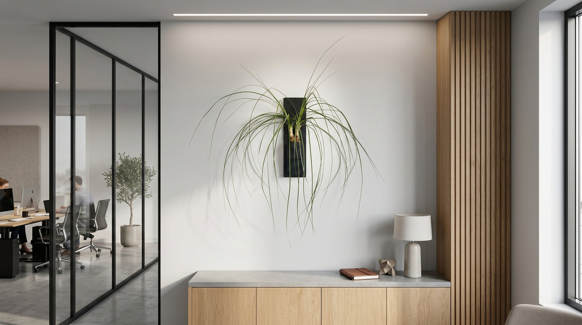 Décoration intérieur végétal par la marque Éclance : aménagement d'un espace de bureau moderne et lumineux. Au centre du mur blanc, un support mural design met en scène le cache-pot Le cube tout noir, spécifiquement adapté pour un pot de 6cm, abritant une majestueuse plante verte aux longues feuilles retombantes. L'ambiance professionnelle haut de gamme est soulignée par une enfilade en bois clair, des tasseaux décoratifs et une grande verrière noire dévoilant un open space en arrière-plan.