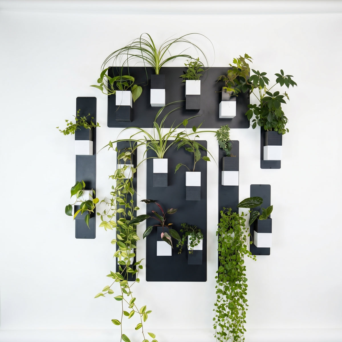 Une vaste composition murale signée Éclance décoration intérieur végétal, composée de plusieurs panneaux magnétiques noirs de dimensions variées habillés de nombreux cache-pots Le cube bicolores (blanc et noir) pour pots de 6cm, présentant une grande diversité de plantes d'intérieur luxuriantes et généreusement retombantes.