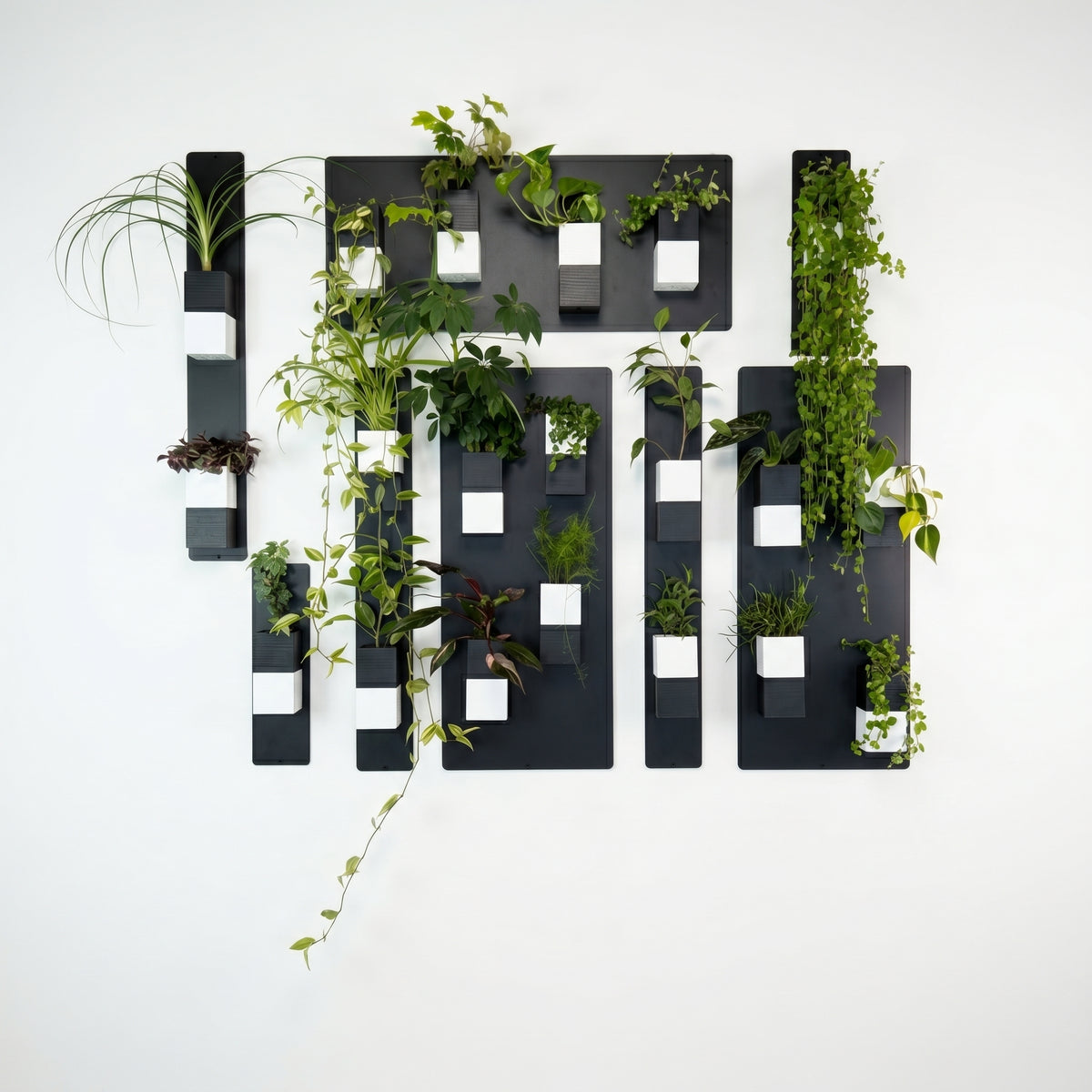Une grande composition de mur végétal modulaire de la marque Éclance décoration intérieur végétal, présentée sur un fond blanc épuré. L'agencement est structuré par plusieurs plaques magnétiques en acier noir, disposées de façon asymétrique. Elle est équipée de nombreux cache-pots Le cube bicolore noir et blanc, adaptés pour des pots de 6cm, offrant un design graphique bicolore divisé horizontalement. Les cubes abritent une grande variété de plantes d'intérieur vertes et tombantes.