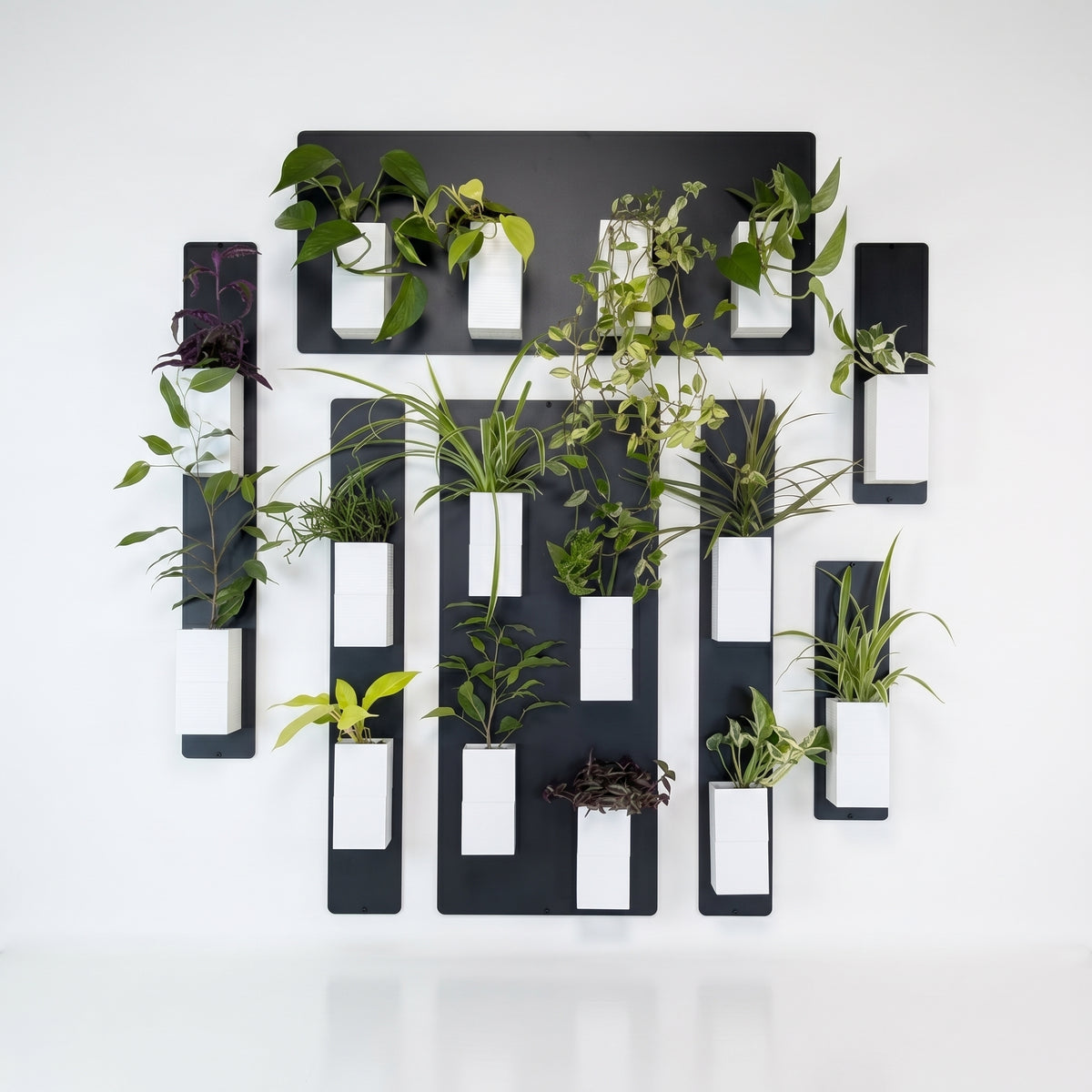 Une grande composition de mur végétal de la marque Éclance décoration intérieur végétal, présentée sur un fond blanc épuré. L'installation modulaire est constituée de plusieurs panneaux magnétiques noirs disposés verticalement et horizontalement. Elle est habillée de nombreux cache-pots Le cube tout blanc, parfaitement adaptés pour des pots de 6cm, créant un contraste graphique moderne et minimaliste. Les cubes blancs abritent une riche variété de plantes vertes d'intérieur.