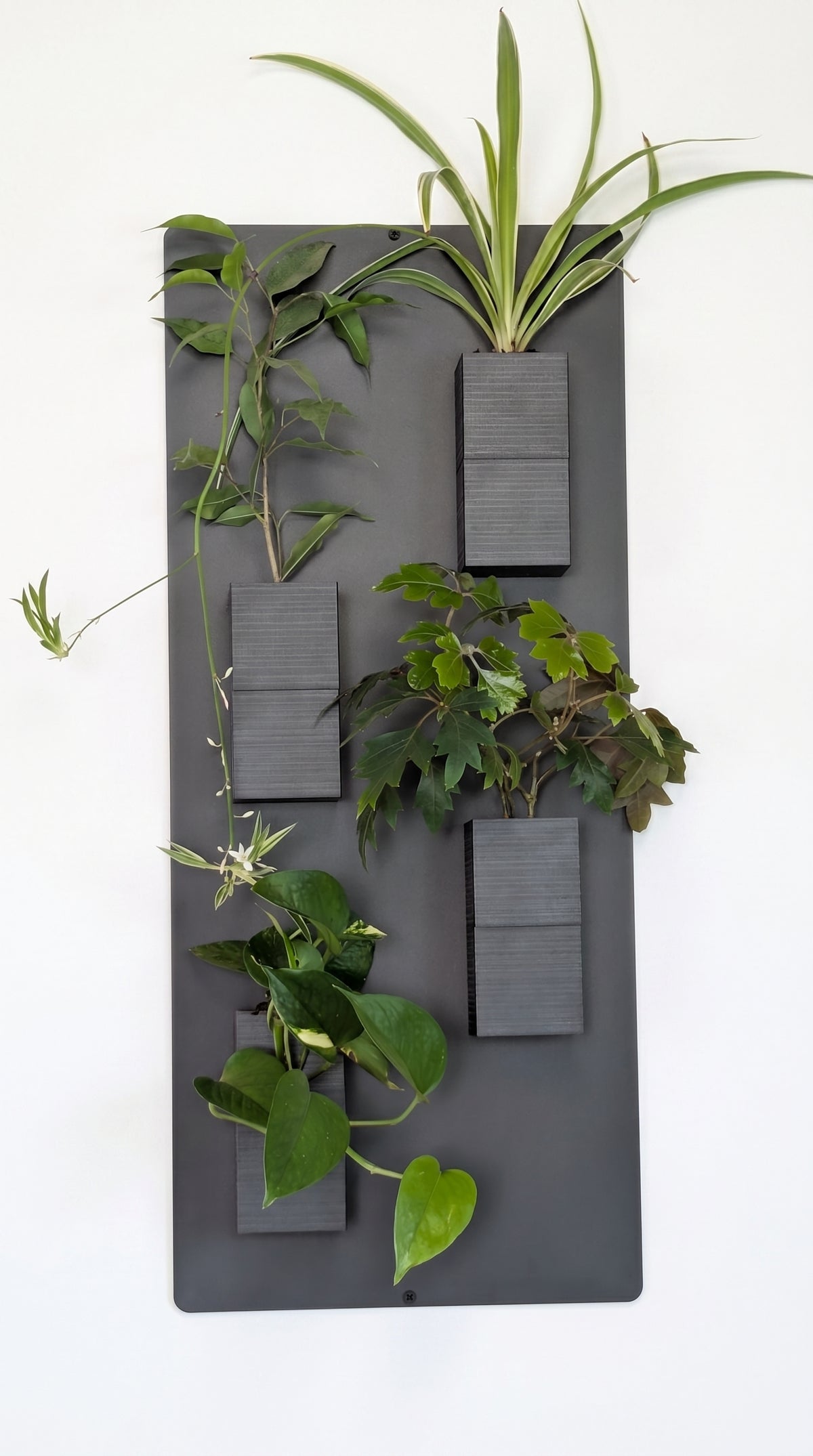 Grand support mural noir Éclance décoration intérieur végétal doté de quatre cache-pots noirs texturés Le cube (adaptés pour un pot de 6cm) avec des plantes vertes retombantes, sur fond blanc.