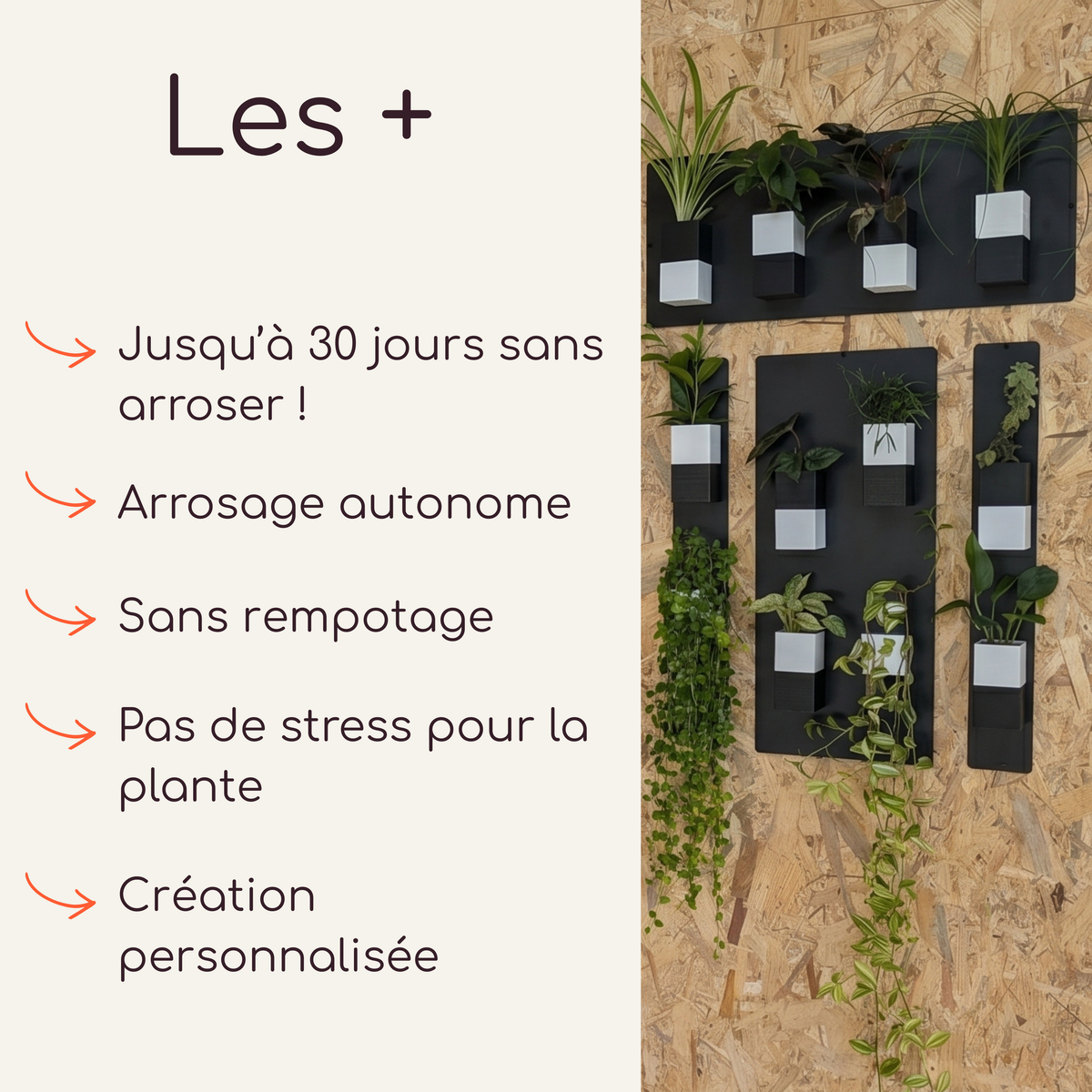 Infographie présentant les avantages (« Les + ») du mur végétal par Éclance décoration intérieur végétal. Le texte met en avant l'arrosage autonome jusqu'à 30 jours, l'absence de rempotage et de stress pour la plante, ainsi que la création personnalisée. À droite, une photo d'illustration sur fond de bois OSB montre le cache-pot Le cube, parfaitement adapté pour un pot de 6cm, en version bicolore noir et blanc, fixé sur des supports muraux noirs design.