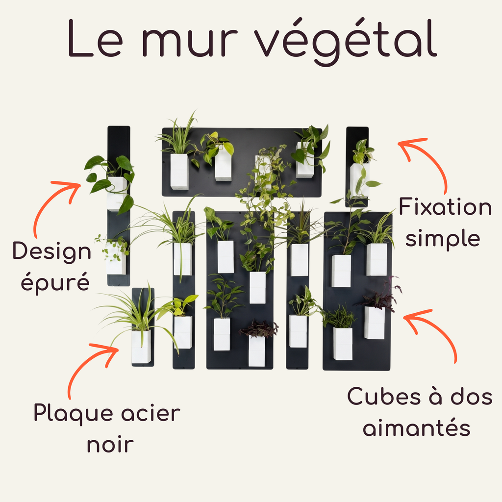 Infographie technique intitulée "Le mur végétal" par Éclance décoration intérieur végétal. Sur un fond crème, le visuel présente une composition modulaire de plaques en acier noir sur lesquelles sont aimantés des cache-pots Le cube tout blanc, adaptés pour des pots de 6cm, contenant des plantes vertes. Quatre flèches orange pointent les caractéristiques clés avec les textes : Design épuré, Plaque acier noir, Fixation simple et Cubes à dos aimantés.