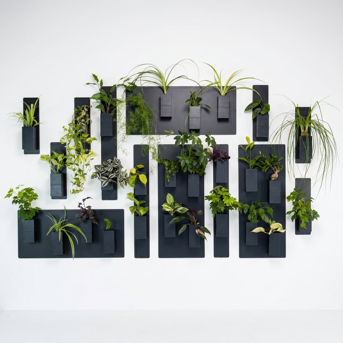 Décoration intérieur végétal signée Éclance représentant un grand mur végétal modulable. La composition moderne sur fond blanc met en valeur le cache-pot Le cube noir, parfaitement adapté pour un pot de 6cm, fixé sur des supports muraux design en métal noir avec une variété de plantes vertes d'intérieur.