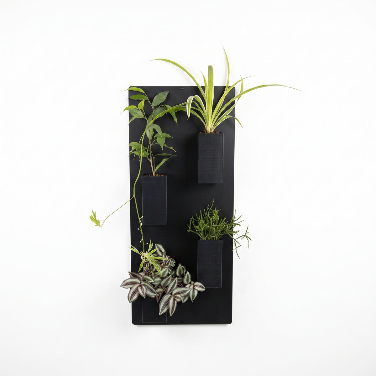 Photo de studio sur fond blanc d'un support mural en acier noir Éclance décoration intérieur végétal. Le panneau minimaliste vertical est équipé de quatre cache-pots tout noir Le cube, parfaitement adaptés pour un pot de 6cm, mettant en valeur des plantes d'intérieur aux feuillages variés, dont une misère zébrée suspendue.