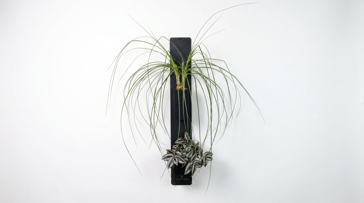 Support mural noir Éclance décoration intérieur végétal équipé de deux cache-pots noirs Le cube (adaptés pour un pot de 6cm) mettant en scène une plante aux longues feuilles retombantes et une misère zébrée, sur fond blanc.