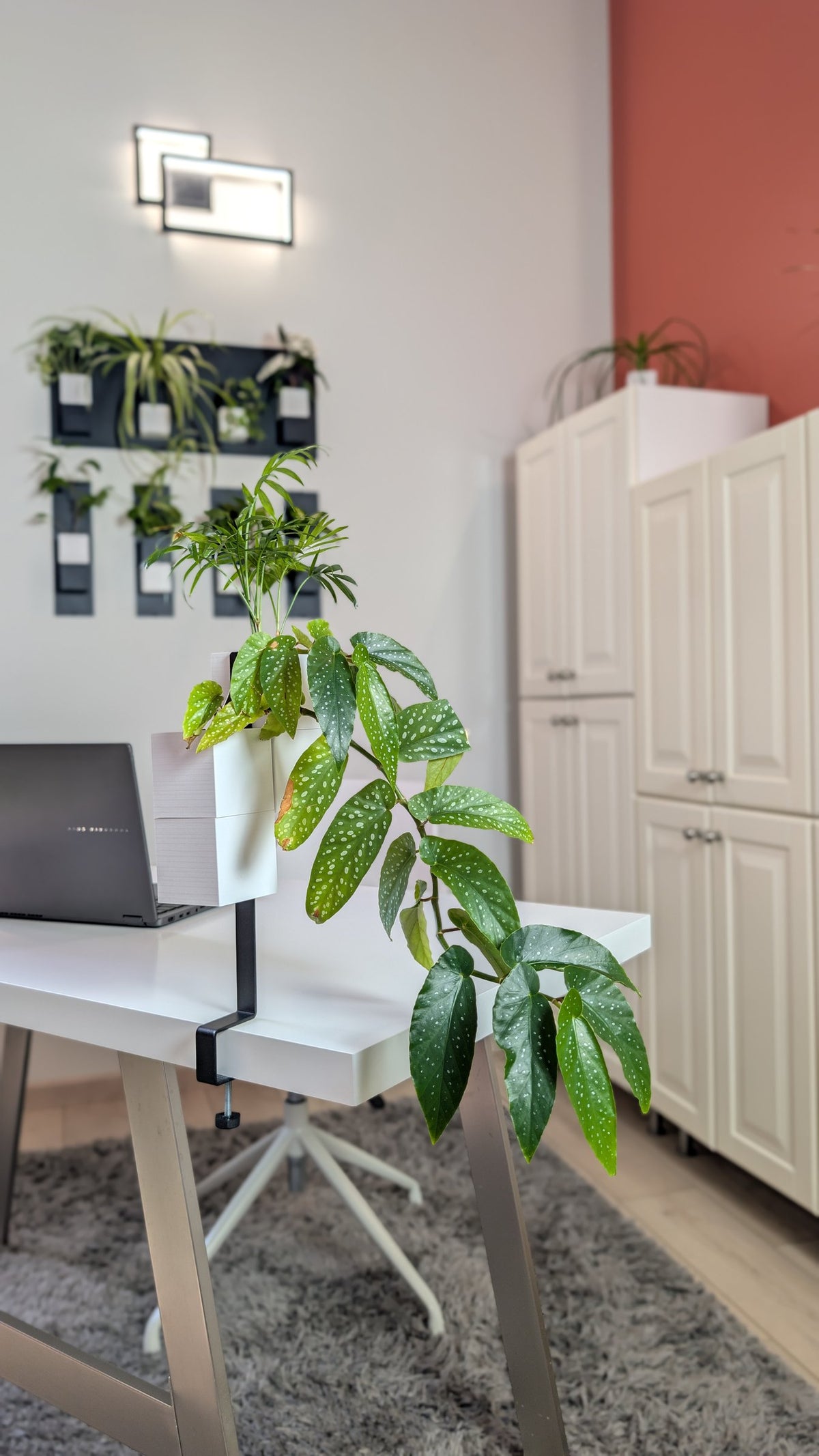 L'Îlot Végétal Éclance double blanc : double cache-pot blanc fixé par étau sur un bureau avec un bégonia retombant.