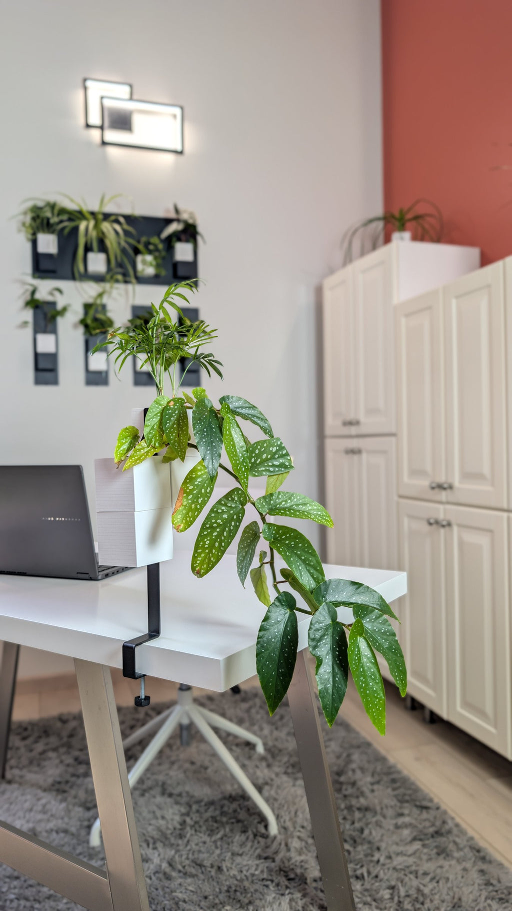 L'Îlot Végétal Éclance double blanc : double cache-pot blanc fixé par étau sur un bureau avec un bégonia retombant.