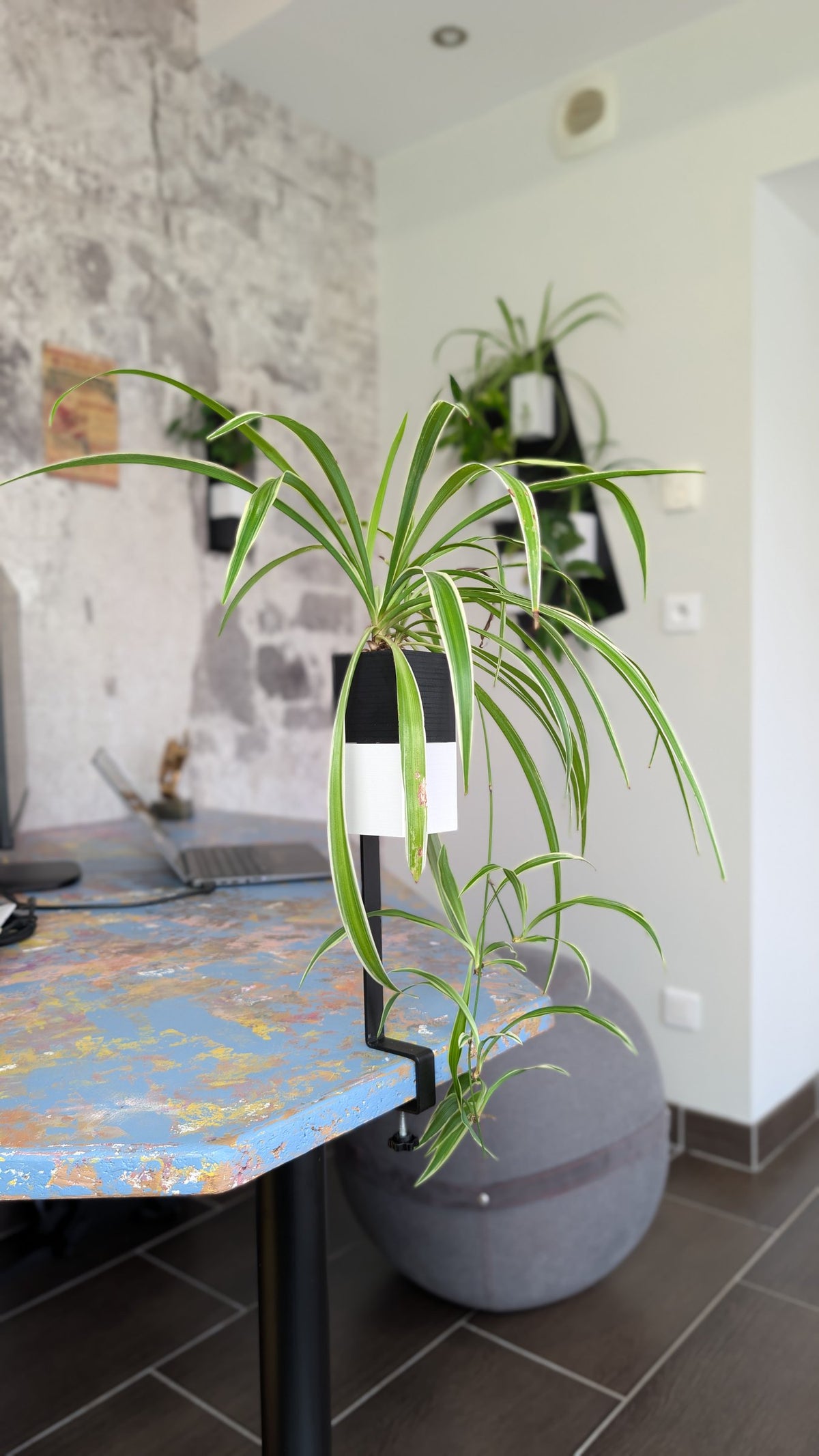 L'Îlot Végétal Éclance simple bicolore (cube haut noir, cube bas blanc) : plante araignée dans un cache-pot noir et blanc fixé au rebord d'un bureau coloré.