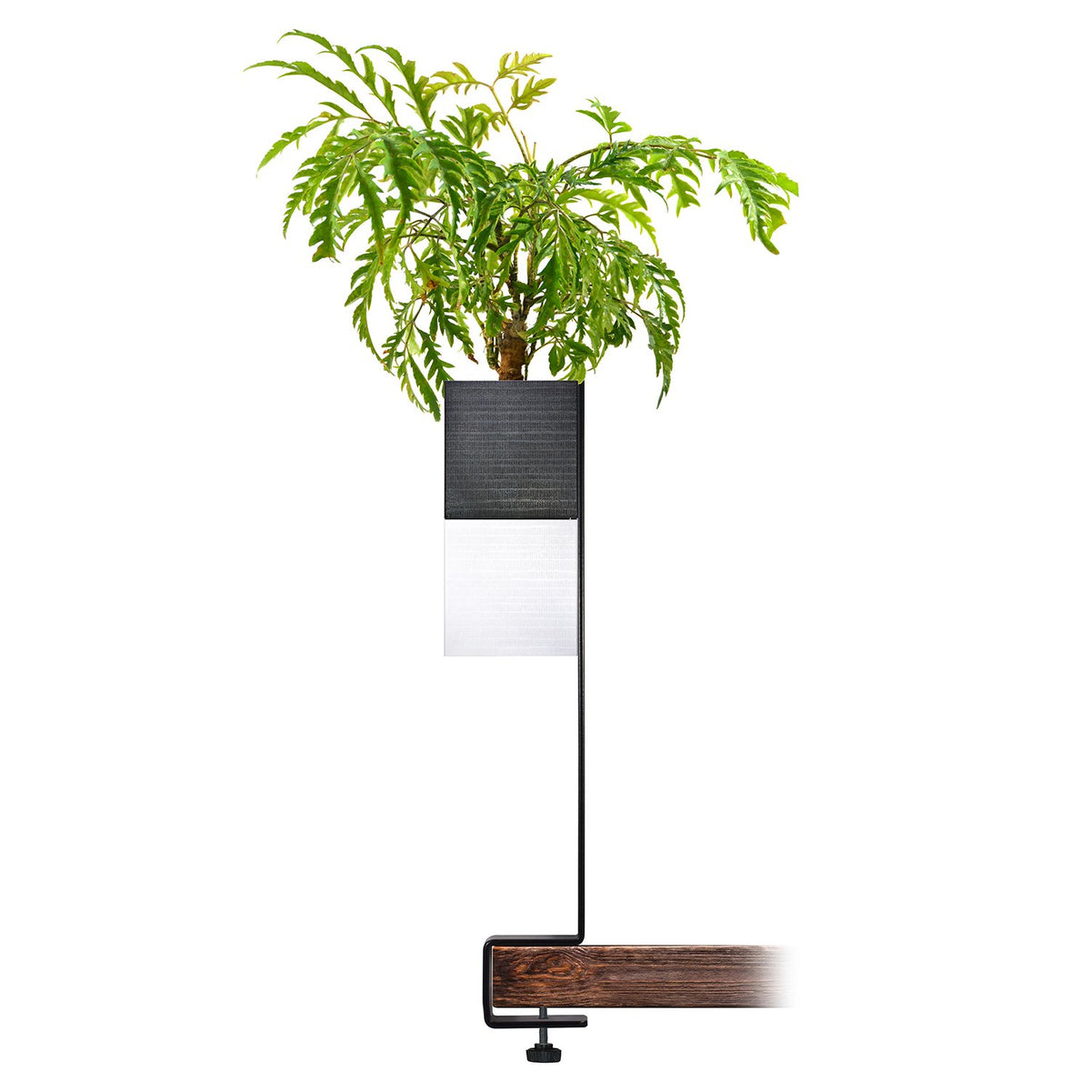 L'Îlot Végétal Éclance simple bicolore (cube haut noir, cube bas blanc) : un îlot végétal noir et blanc fixé sur une planche de bois par un serre-joint.