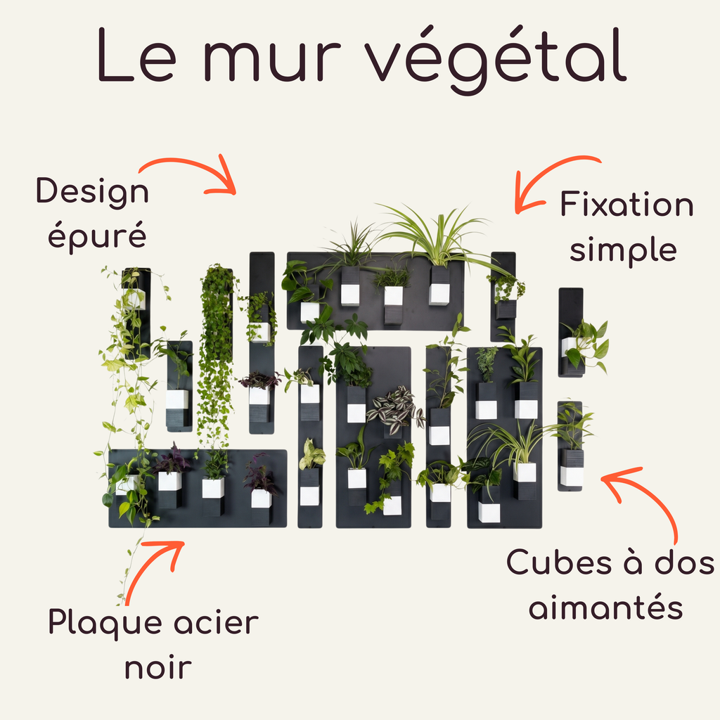 Infographie Éclance intitulée "Le mur végétal" mettant en avant un design épuré et une fixation simple. Le visuel présente des plaques en acier noir ornées de cache-pots magnétiques bicolores noir et blanc modèle Le Cube, spécialement adaptés pour un pot de 6cm avec diverses plantes.