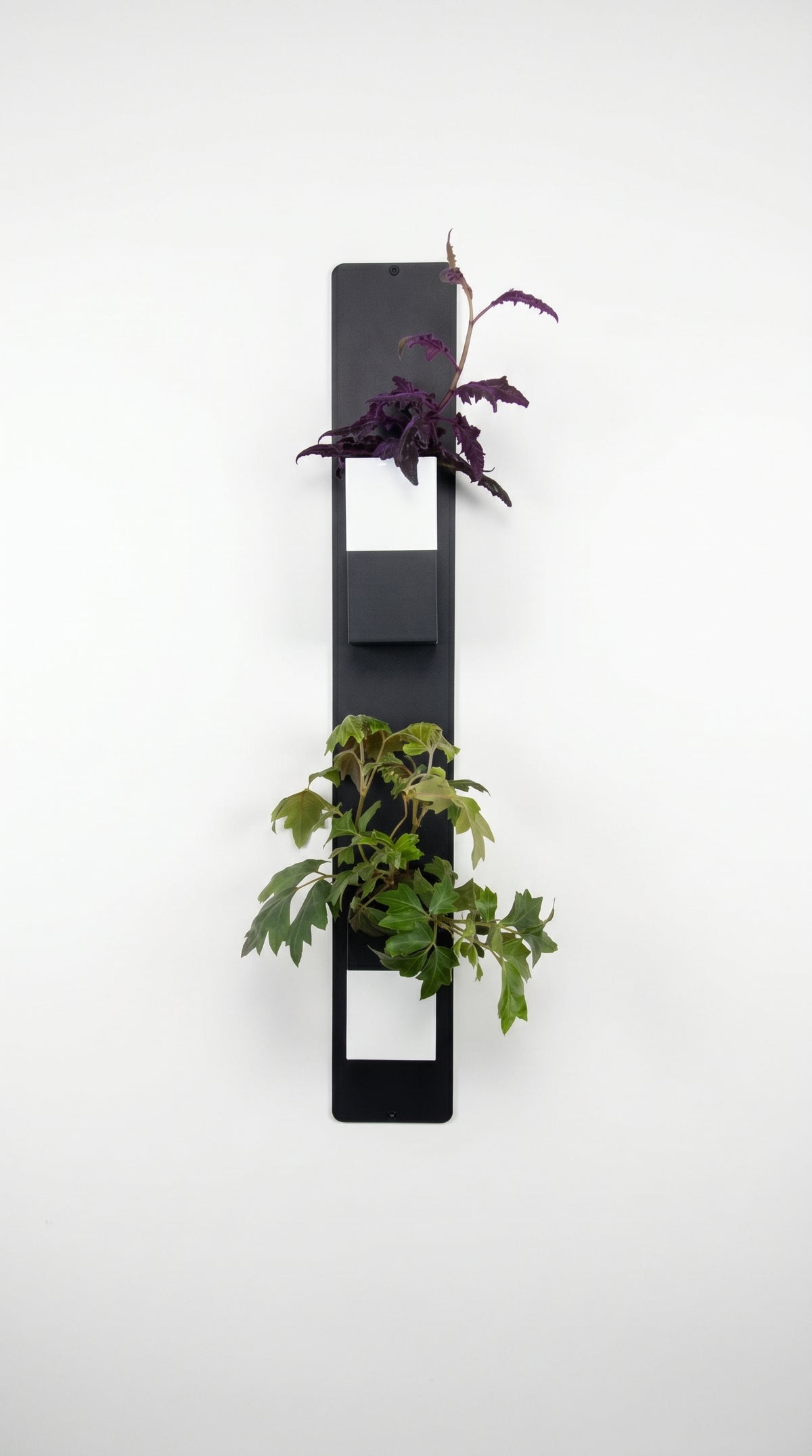 Photographie de studio sur fond blanc présentant une composition murale de la marque Éclance décoration intérieur végétal. Un support magnétique vertical noir accueille différents cache-pots modular Le Cube (tout noir, tout blanc, bicolore noir et blanc), adaptés pour des pots de 6cm. Deux plantes y sont visibles, une violette et une verte.