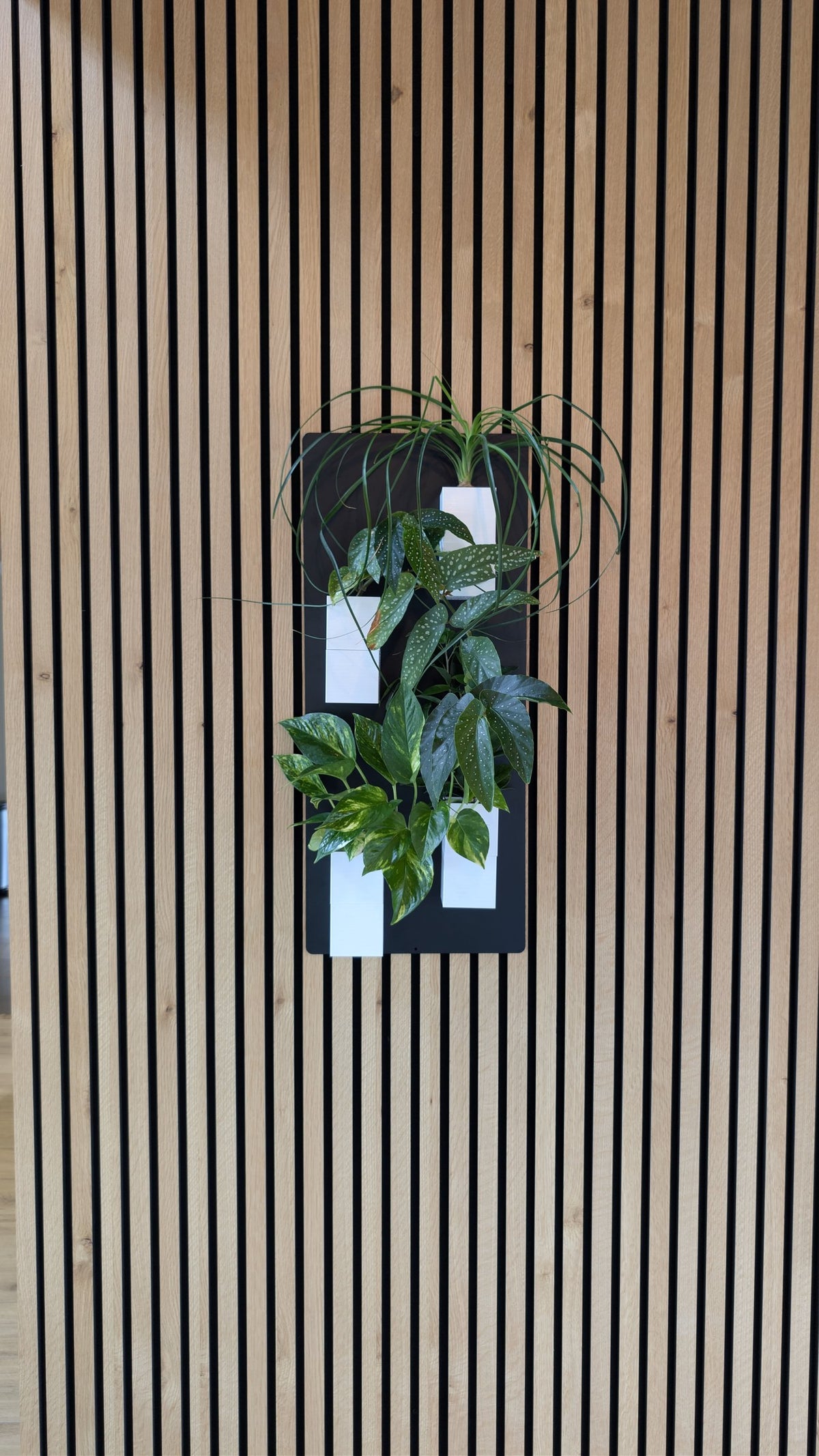Mini mur végétal Éclance M4 blanc : un support mural végétal noir avec pots blancs accroché sur un mur en tasseaux de bois.