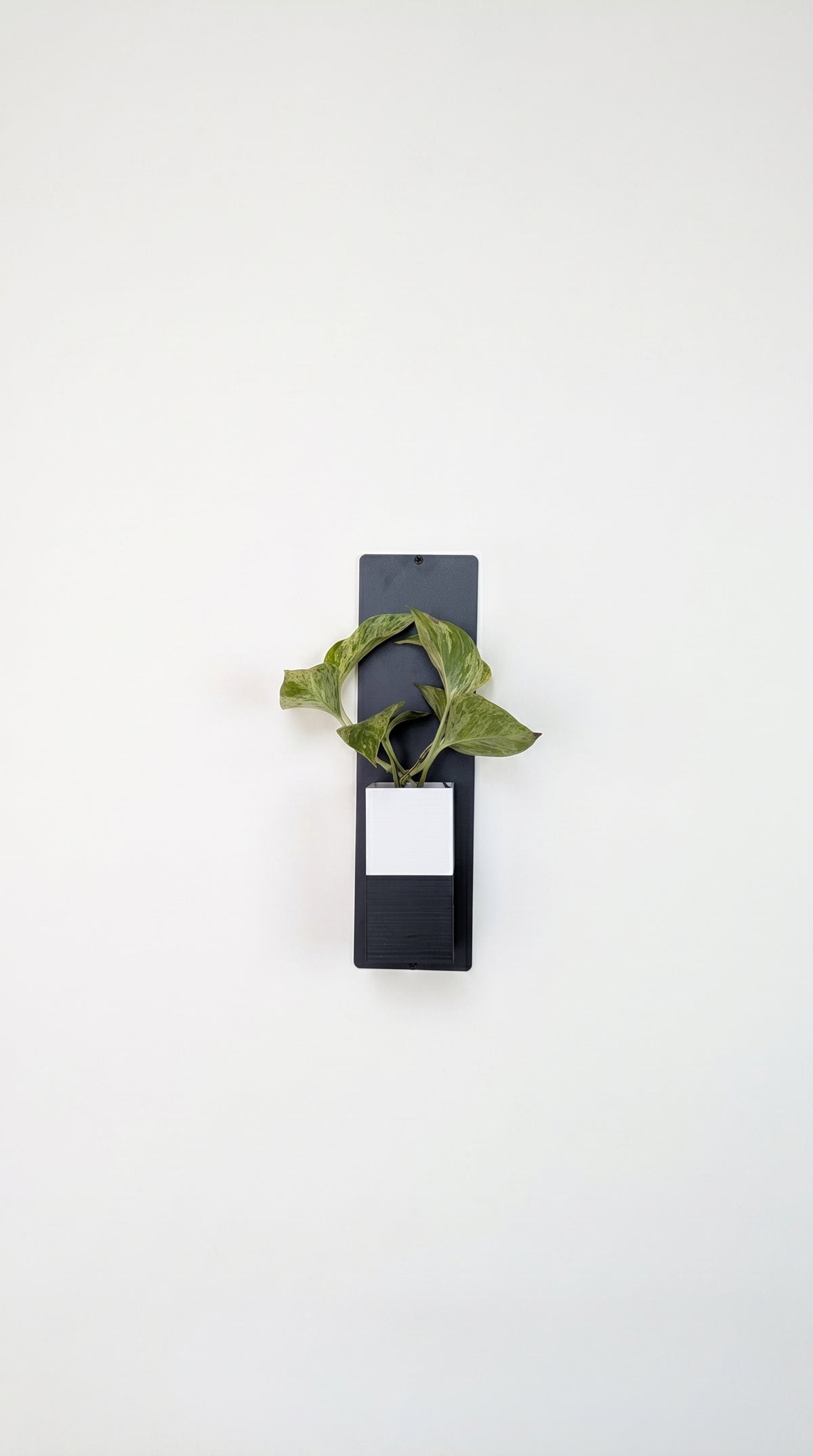 Vue de face d'un mini mur végétal Éclance fixé sur un mur blanc épuré. Une plaque verticale en acier noir accueille un cache-pot Le Cube bicolore blanc et noir, parfaitement adapté pour un pot de 6cm. Une plante verte au feuillage panaché s'en échappe, idéale pour une décoration d'intérieur végétale minimaliste.