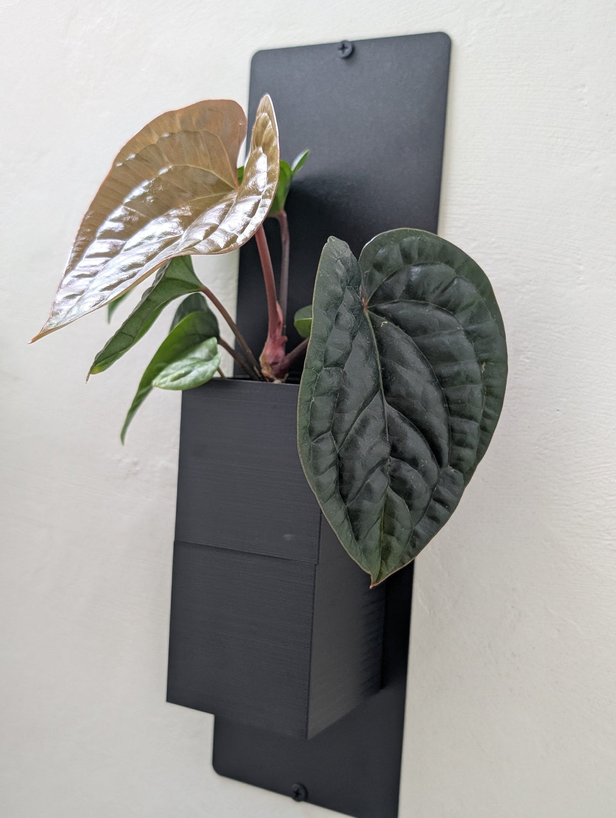 Mini mur végétal Éclance M1 noir : un pot mural Mini Mur noir fixé au mur abritant une plante verte aux grandes feuilles.