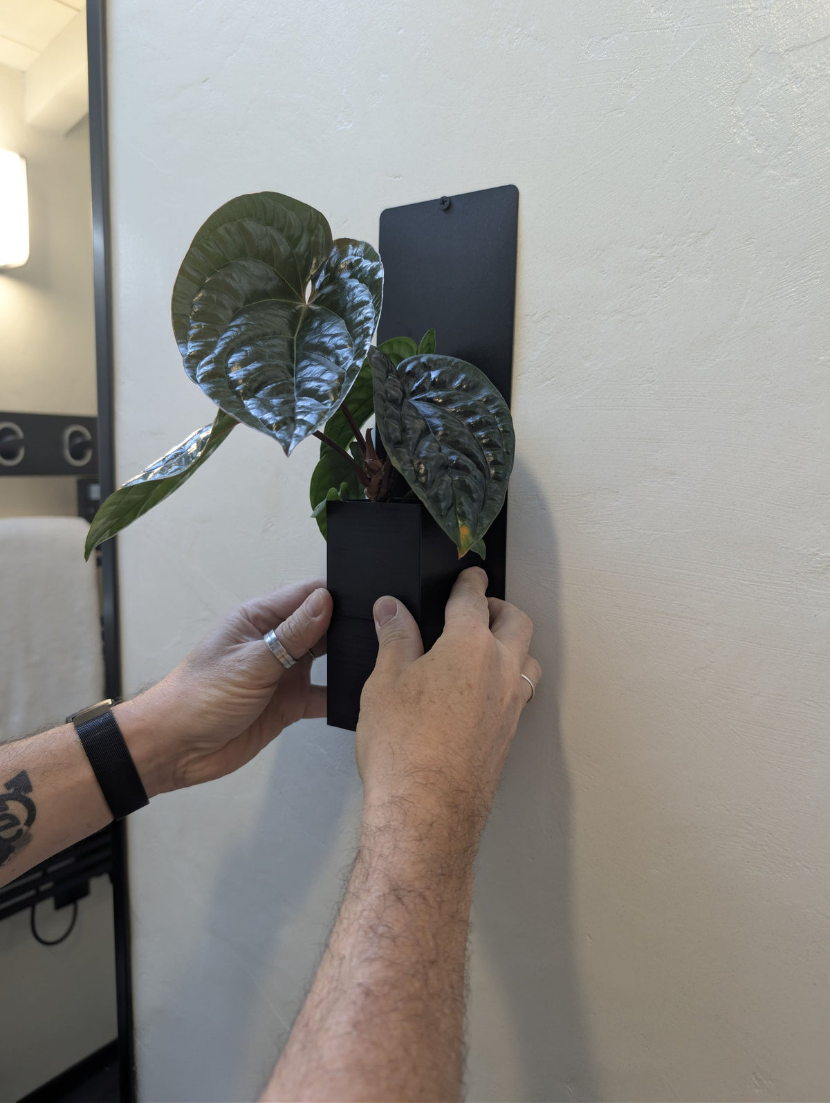 Mini mur végétal Éclance M1 noir : mains installant un pot mural Mini Mur noir contenant une plante verte sur un mur clair.