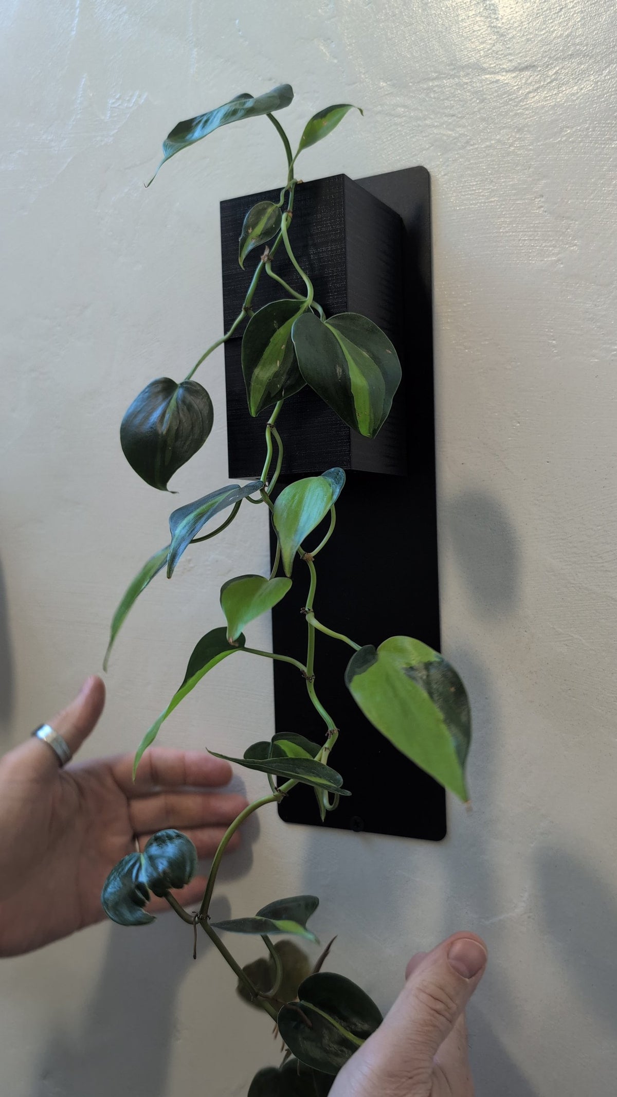 Mini mur végétal Éclance M1 noir : plante verte rampante poussant dans un support mural noir fixé sur un mur blanc.