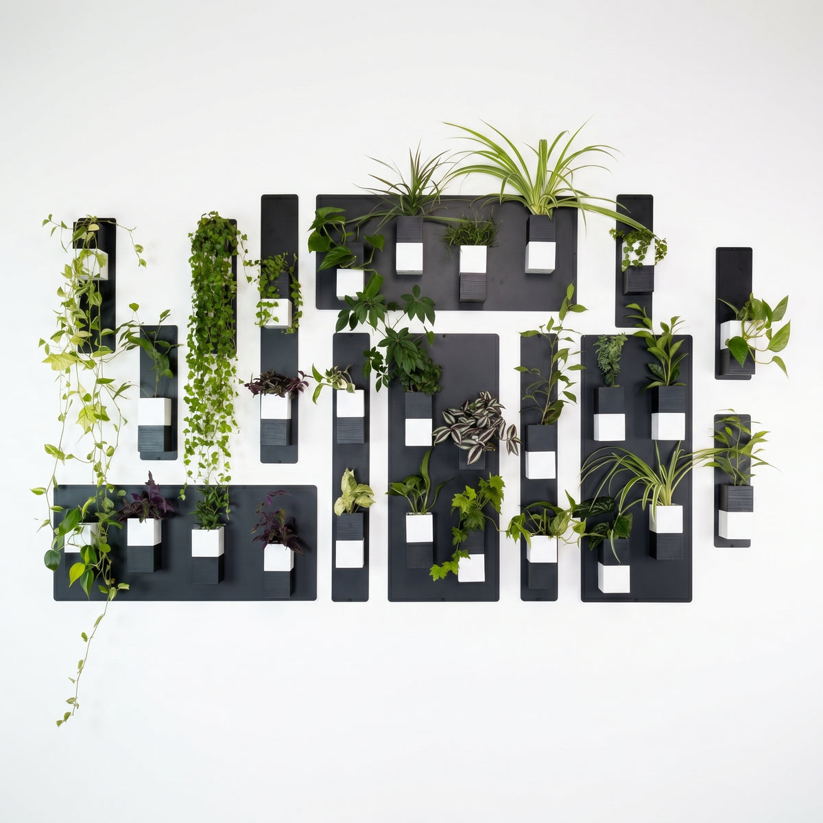 Décoration de mur végétal moderne Éclance sur fond blanc, composée de plaques en acier noir et de cache-pots aimantés bicolores noir et blanc modèle Le Cube, adaptés pour des petits pots de 6cm avec plantes d'intérieur variées.