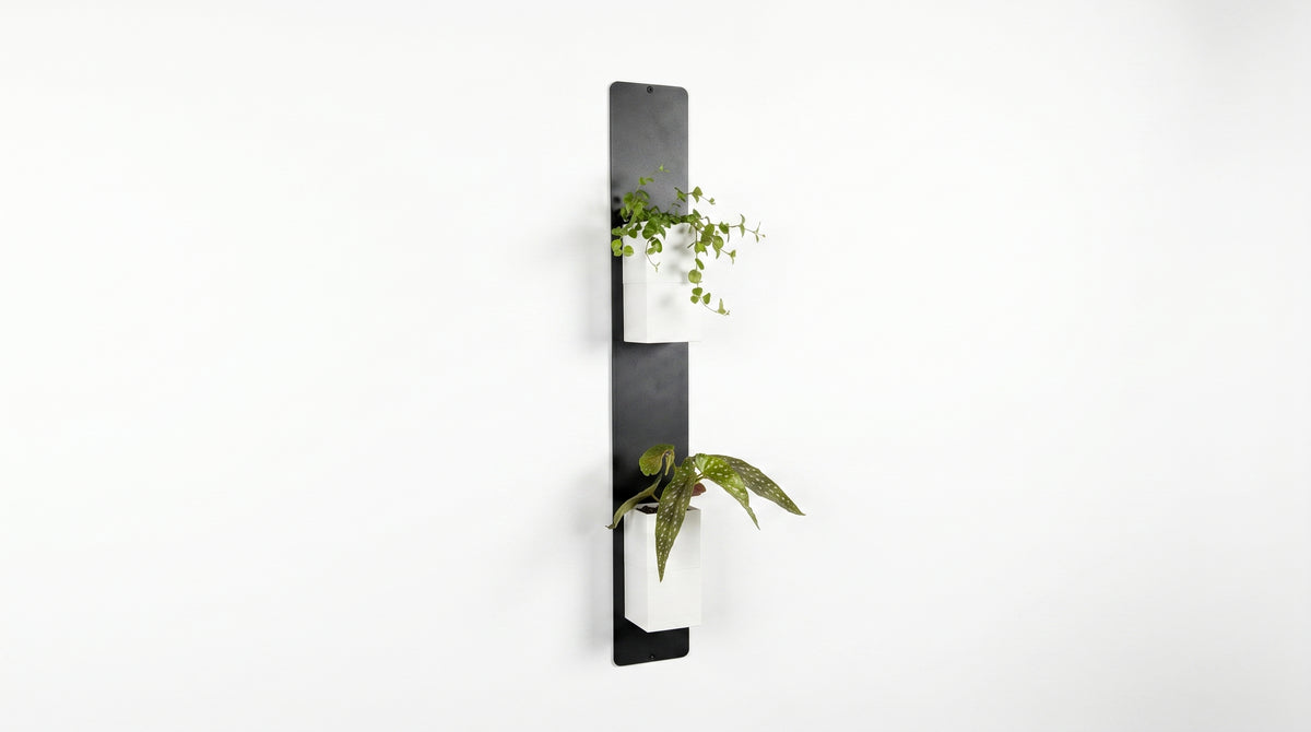 Vue de face d'une création de décoration d'intérieur végétale Éclance sur fond blanc épuré. Une longue plaque verticale en acier noir accueille deux cache-pots Le Cube tout blanc disposés l'un au-dessus de l'autre, adaptés pour des pots de 6cm. Le cube supérieur contient une plante verte retombante et le cube inférieur abrite un bégonia maculata.
