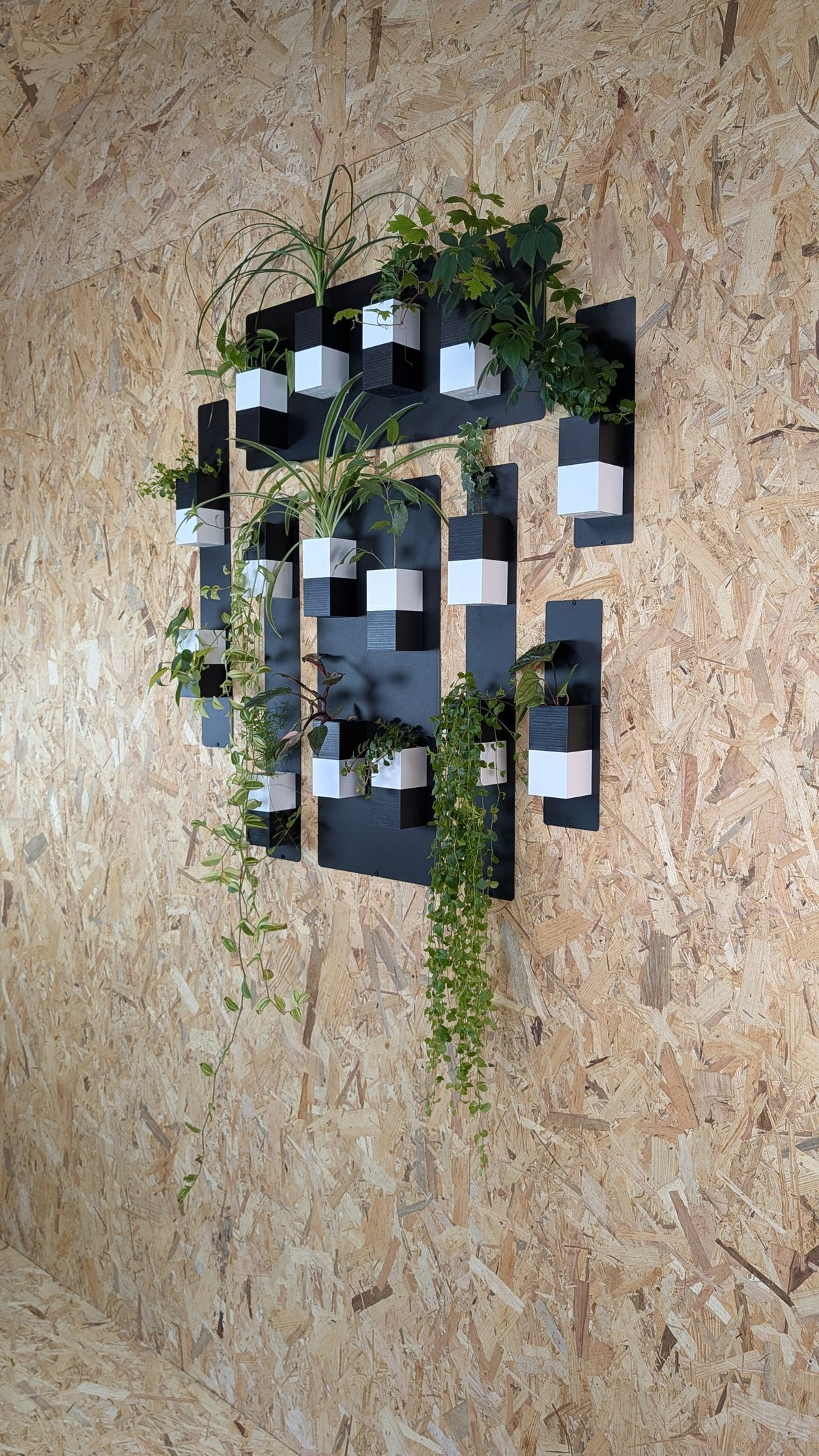 Mur végétal Éclance M bicolore noir et blanc : un mur végétal bicolore suspendu garni de diverses plantes vertes sur un mur en bois.