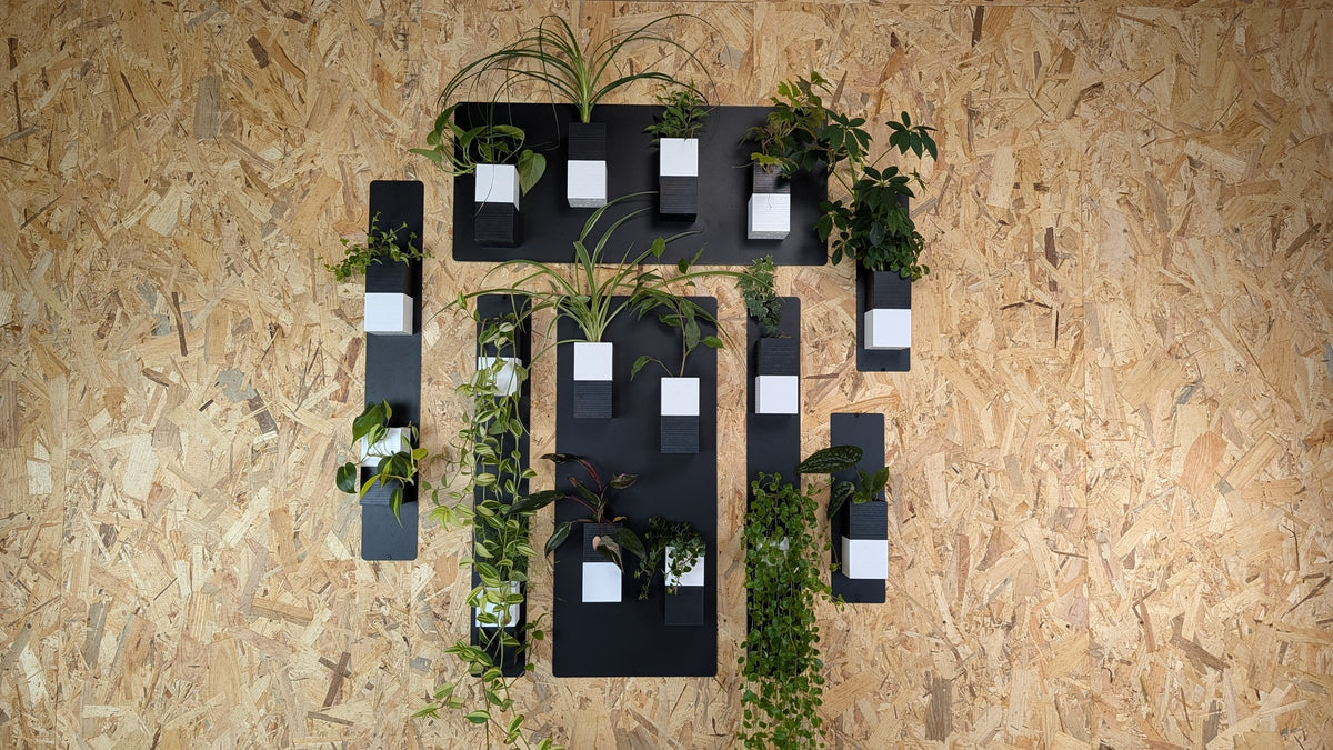 Mur végétal Éclance M bicolore noir et blanc : composition de plusieurs supports muraux noirs garnis de petits pots bicolores et plantes vertes sur panneau en bois.