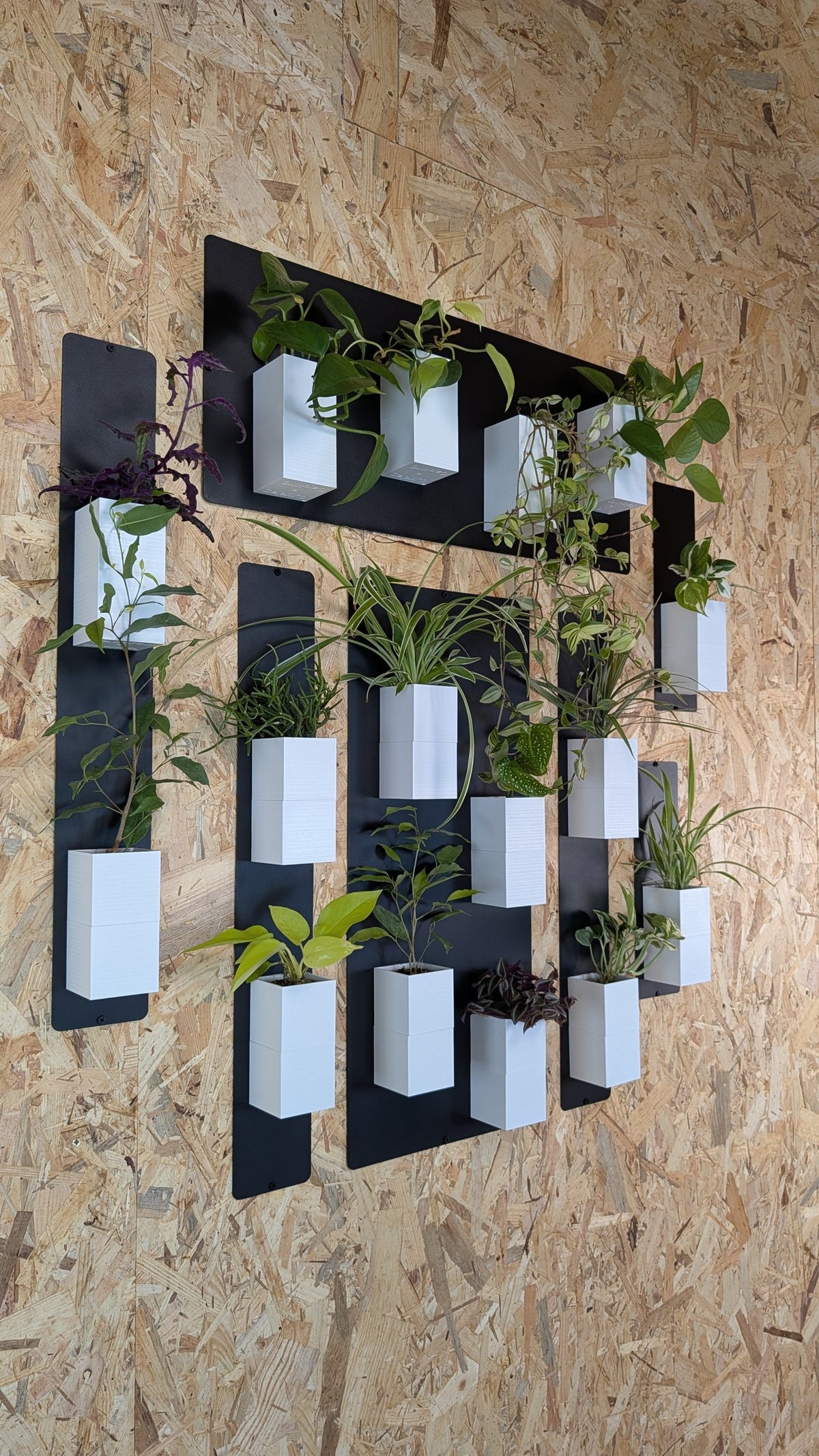Mur végétal Éclance M blanc : composition de supports muraux noirs et pots blancs Éclance accrochés sur un mur en bois OSB.