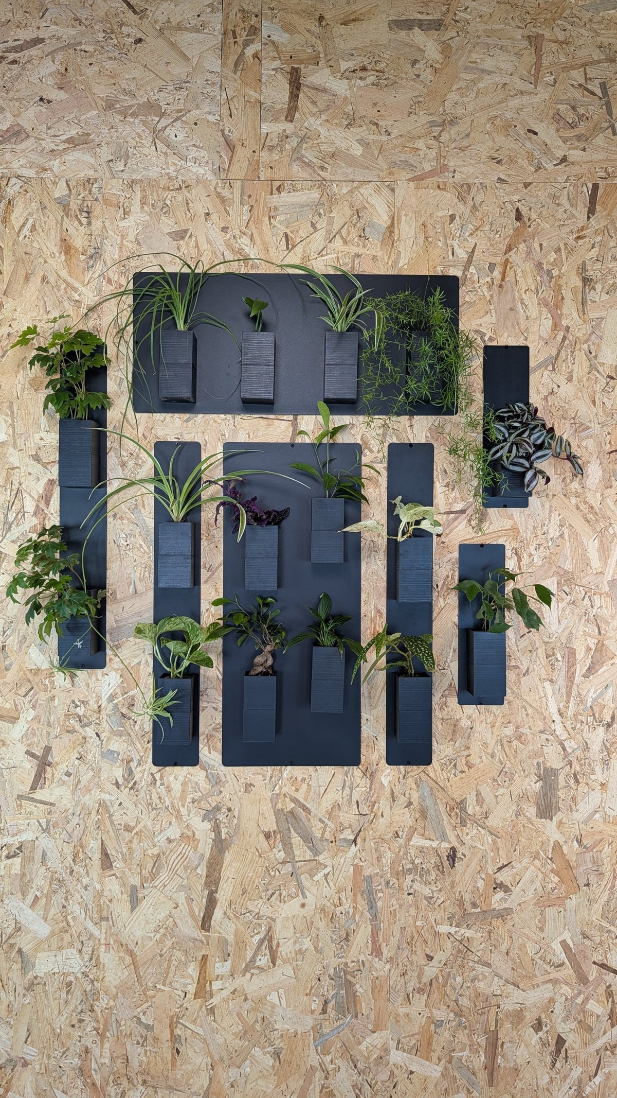 Mur végétal Éclance M noir : composition de plusieurs supports muraux noirs garnis de diverses plantes vertes sur fond en OSB.
