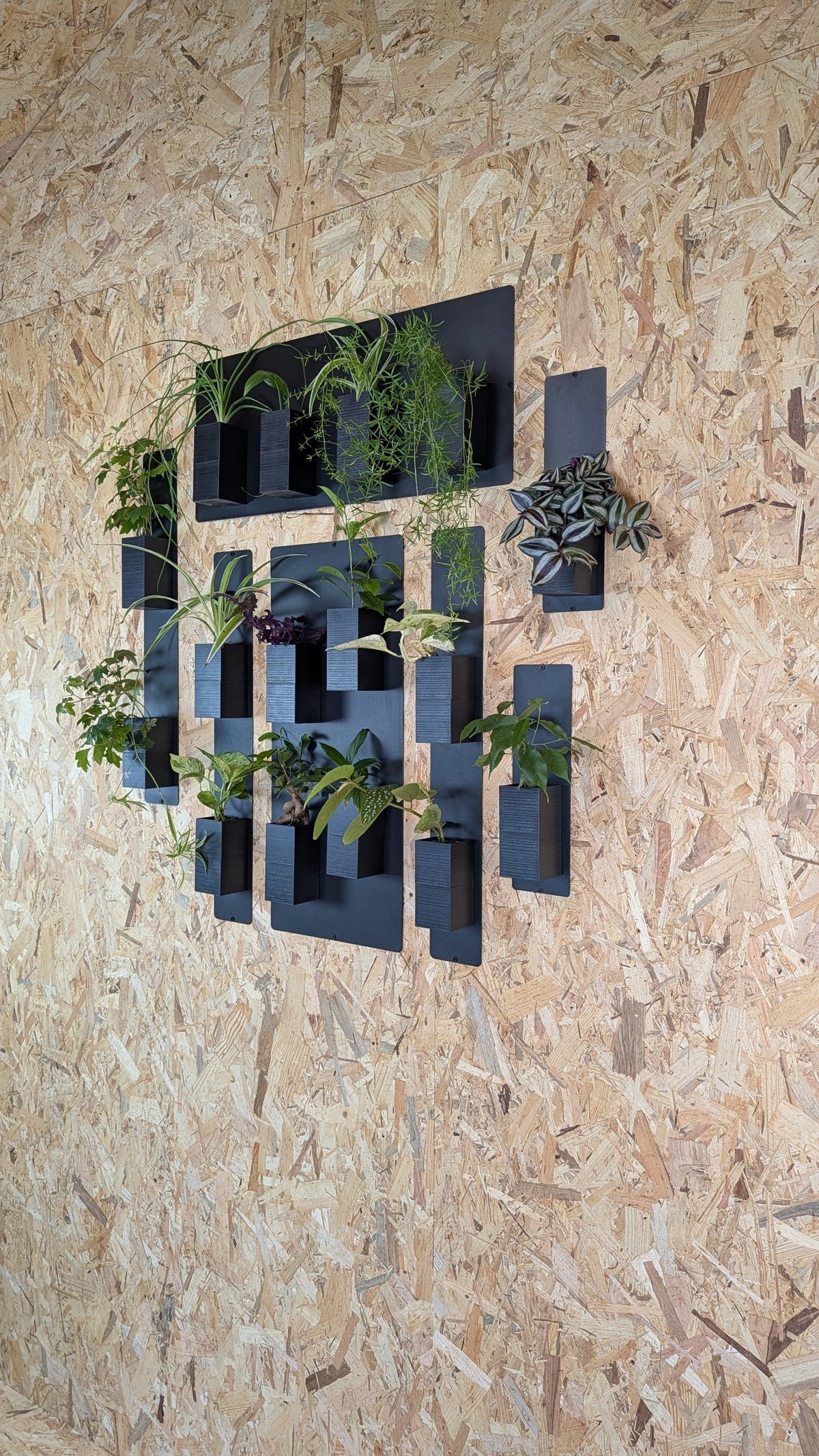 Mur végétal Éclance M noir : composition de supports muraux noirs Éclance garnis de plantes vertes sur un mur en bois OSB.