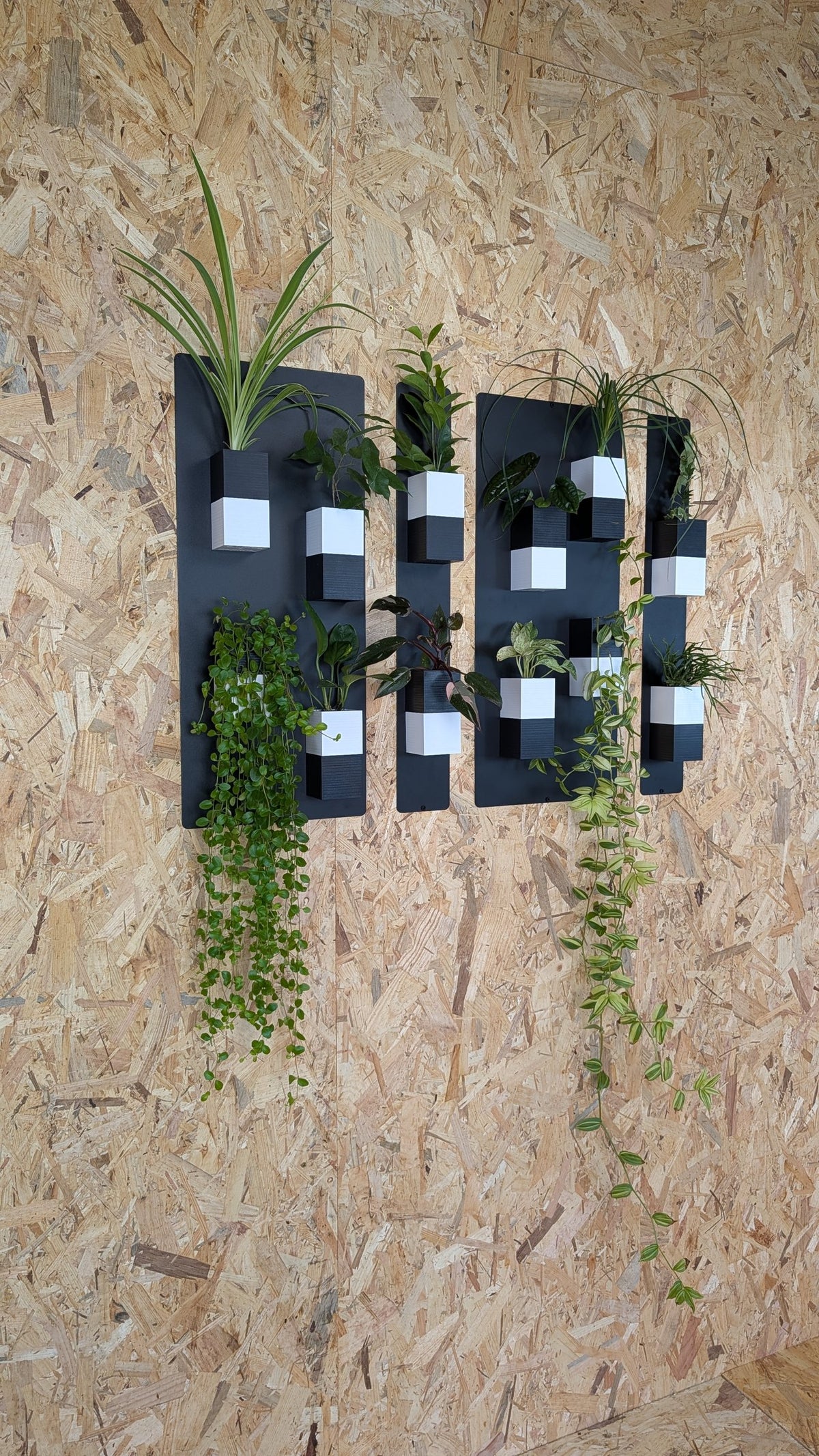 Mur végétal Éclance S bicolore noir et blanc : murs végétaux bicolores Éclance fixés sur un mur en OSB avec diverses plantes vertes.