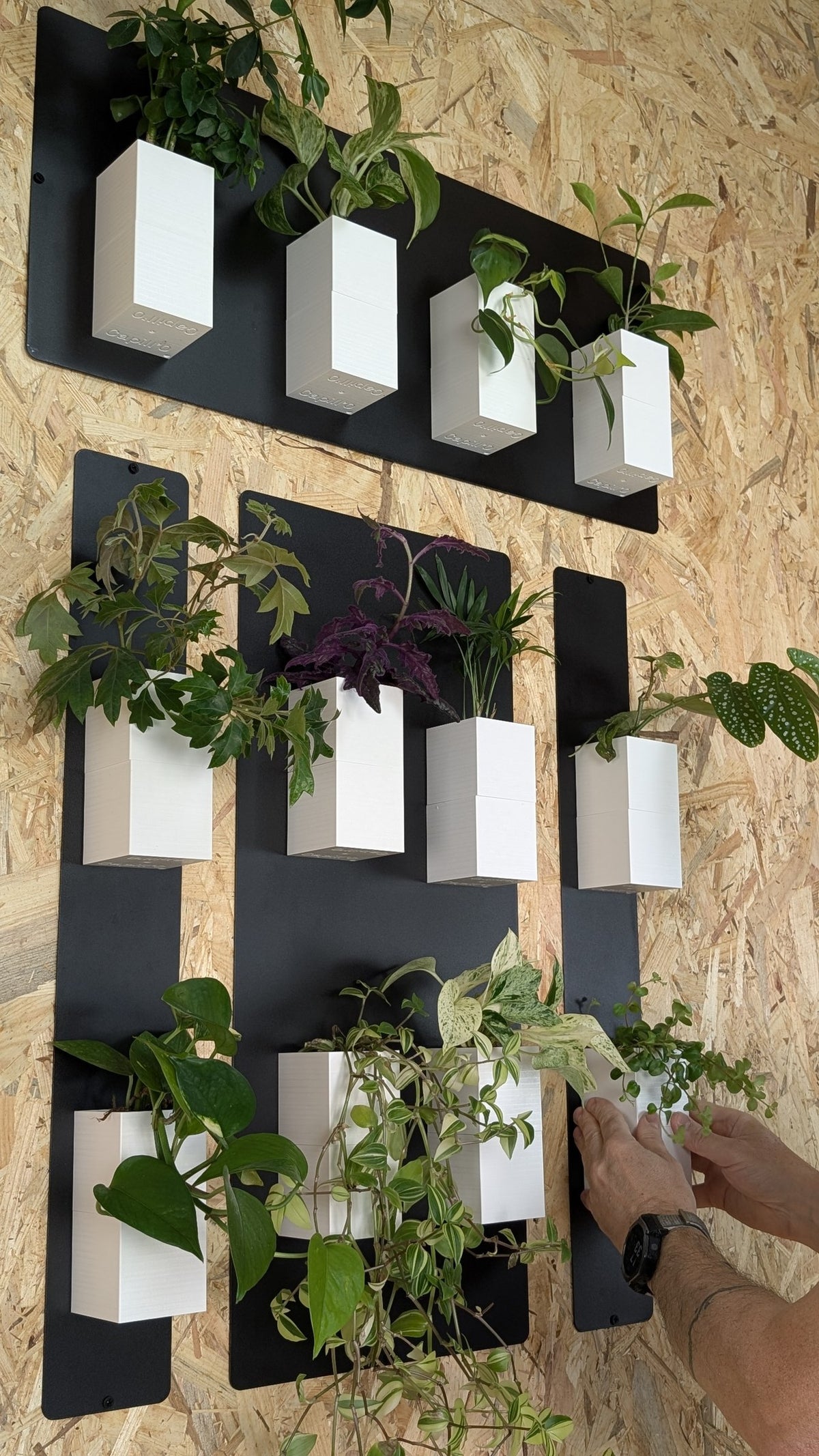 Mur végétal Éclance S blanc : plaques murales métalliques noires supportant des pots blancs Éclance remplis de plantes vertes d'intérieur.