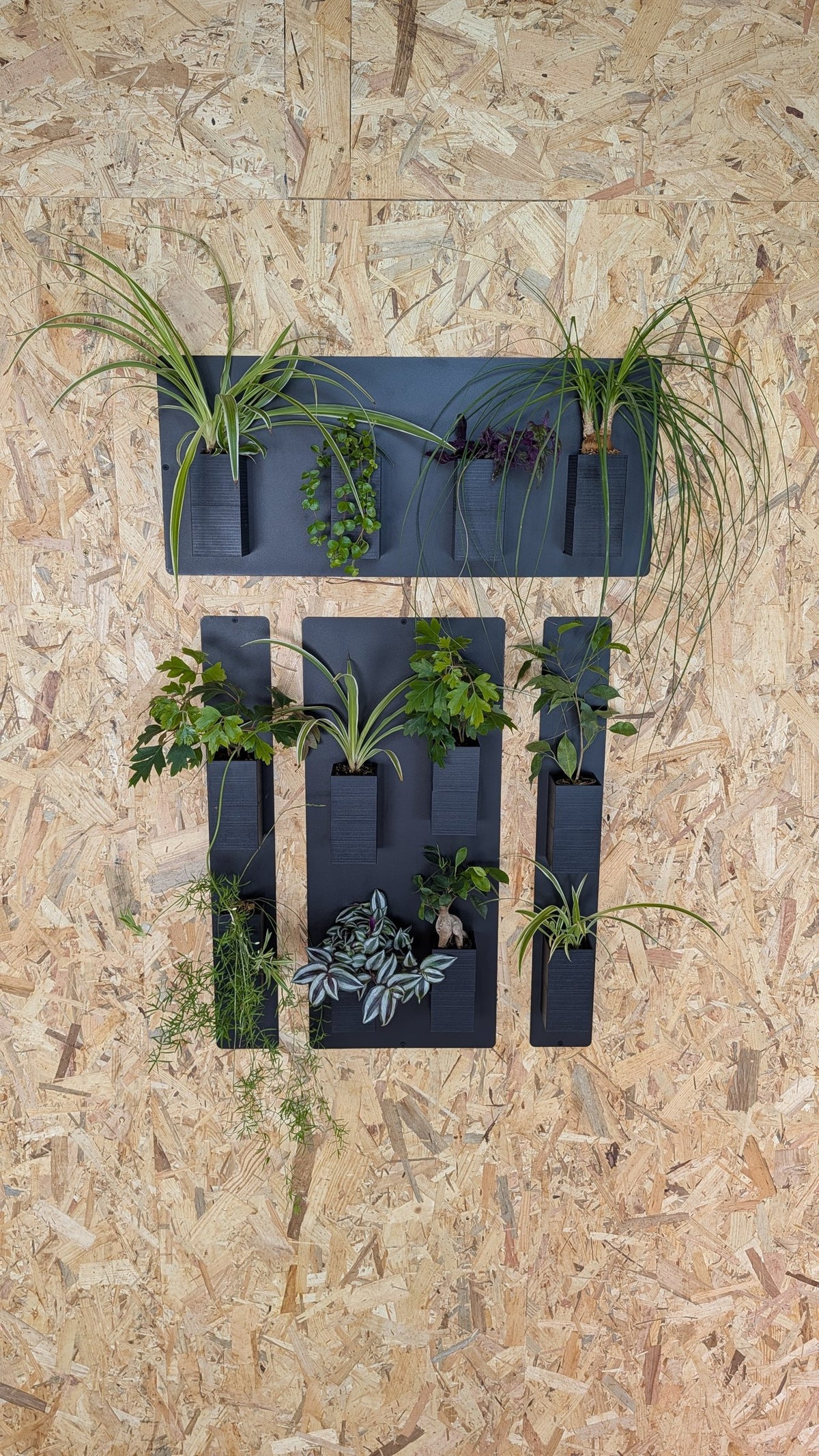 Mur végétal Éclance S noir : supports pour mur végétal noir fixés sur un panneau de bois OSB avec diverses plantes vertes.