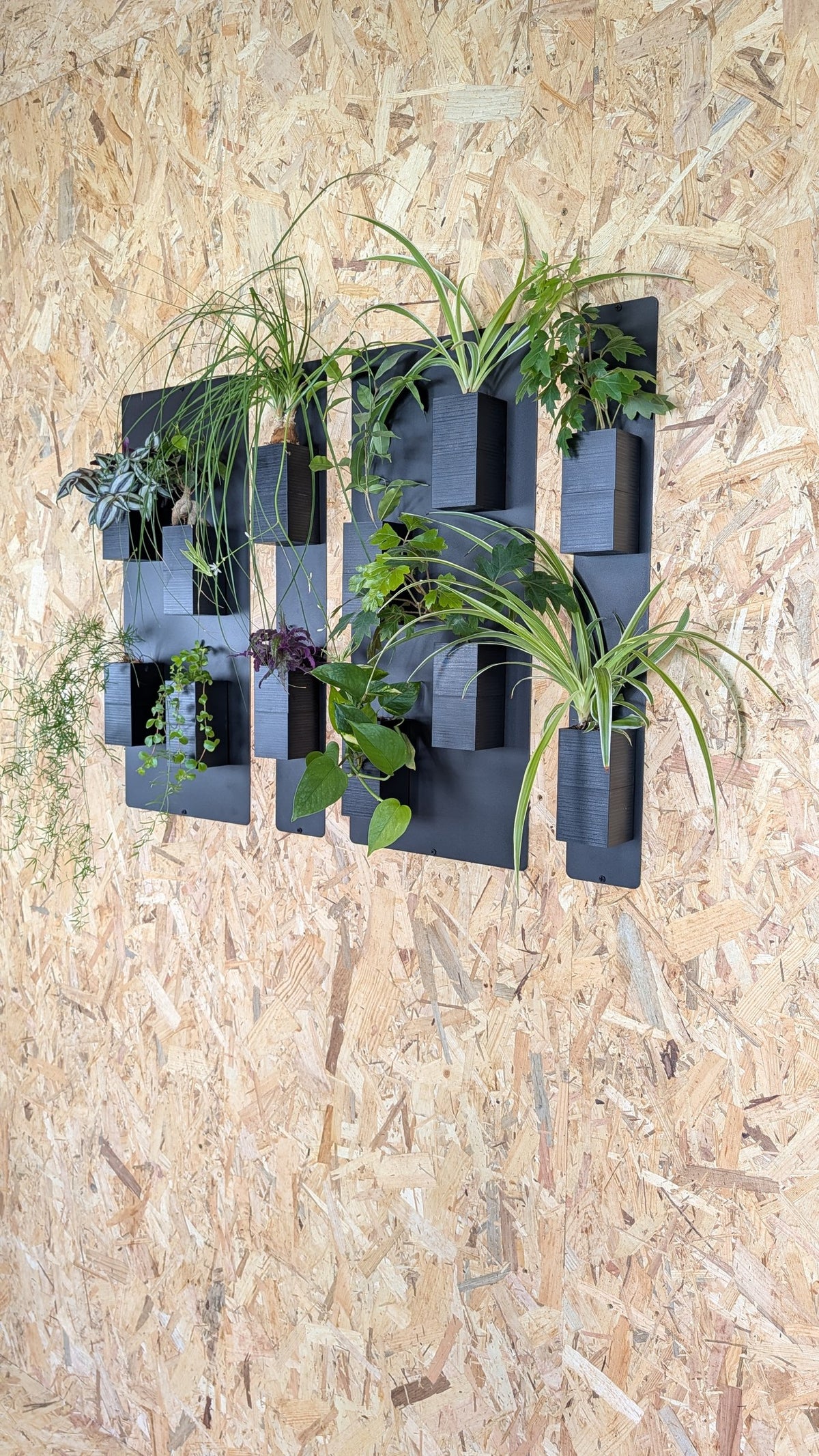 Mur végétal Éclance S noir : mur végétal modulaire noir fixé sur un panneau en bois OSB garni de plantes vertes.