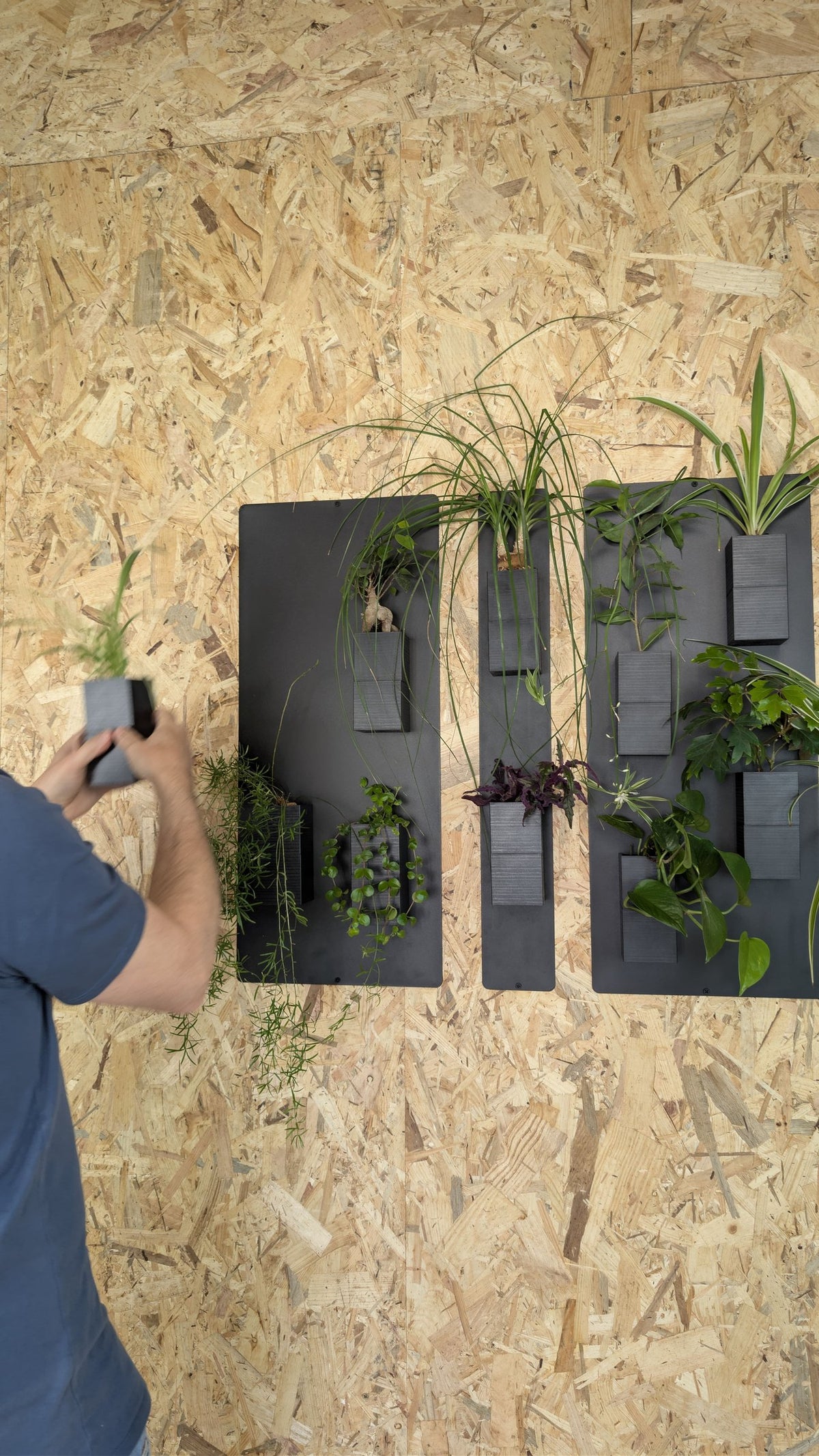 Mur végétal Éclance S noir : une personne installe un petit pot de plante verte sur un mur végétal noir mural.