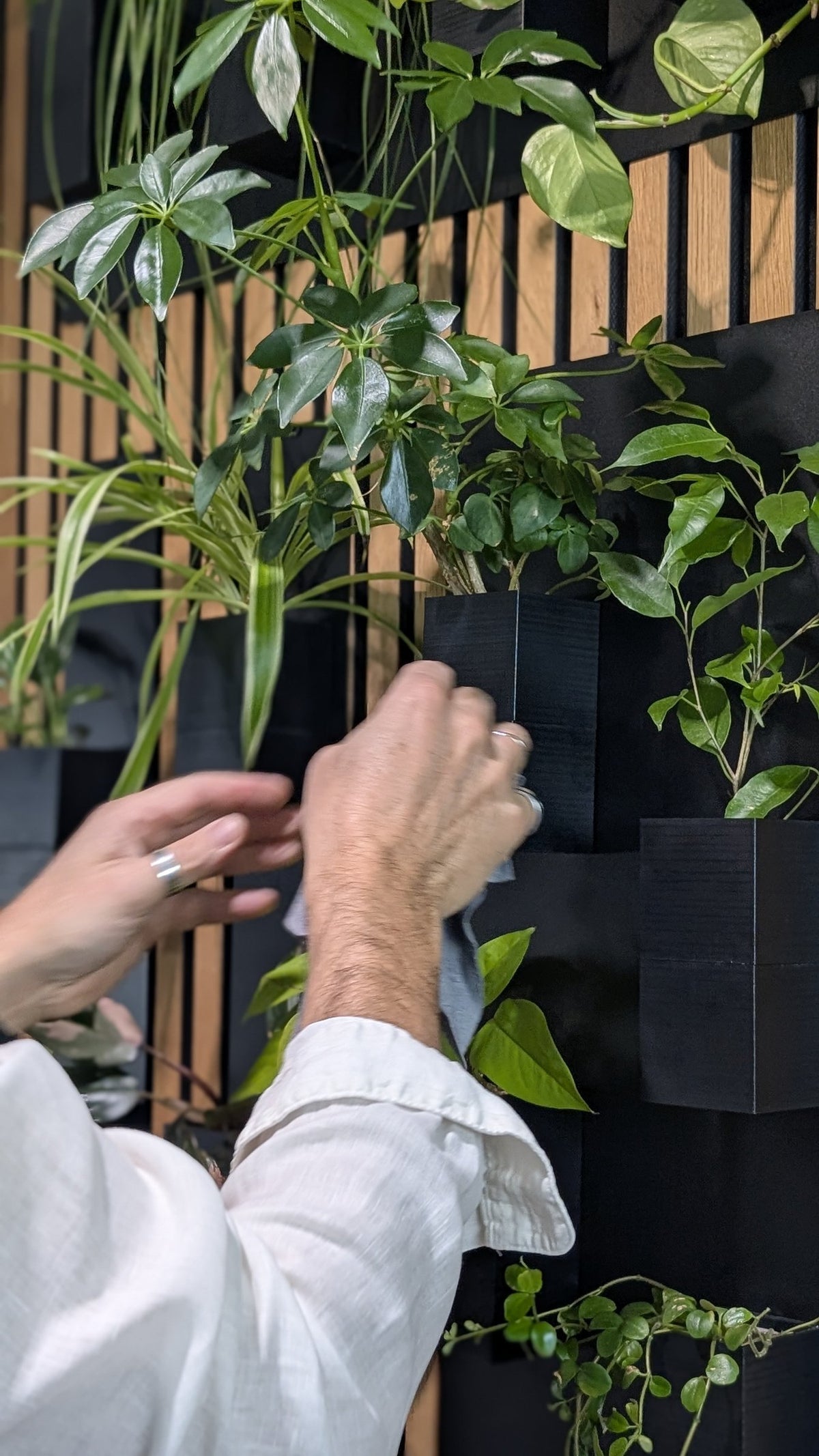 Mur végétal Éclance S noir : une personne nettoyant un mur végétal d'intérieur noir garni de diverses plantes vertes.